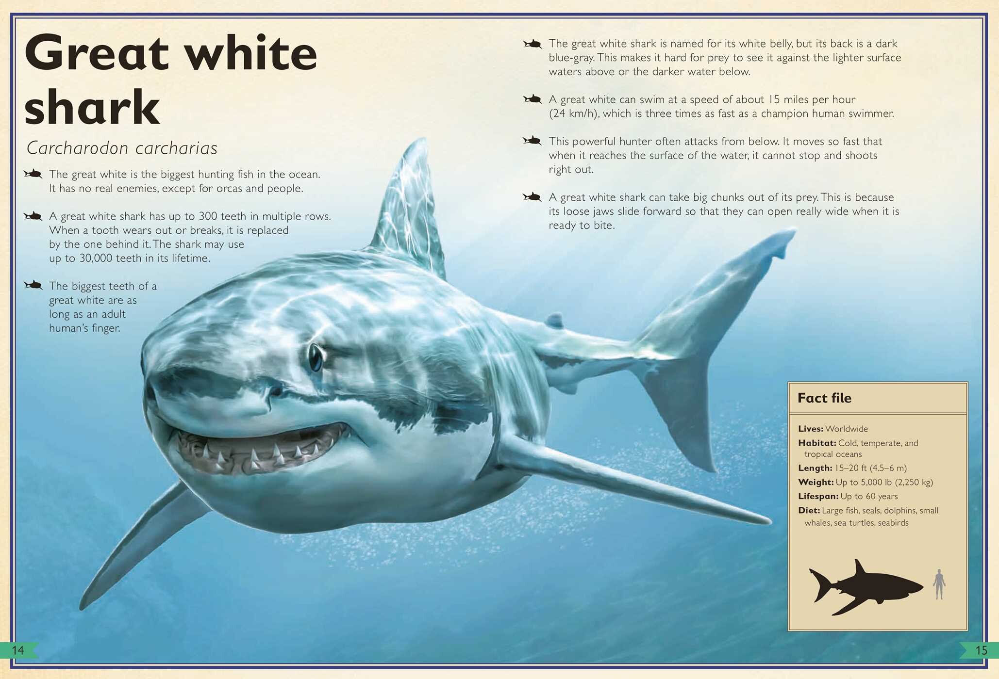 Magnificent Book of Sharks