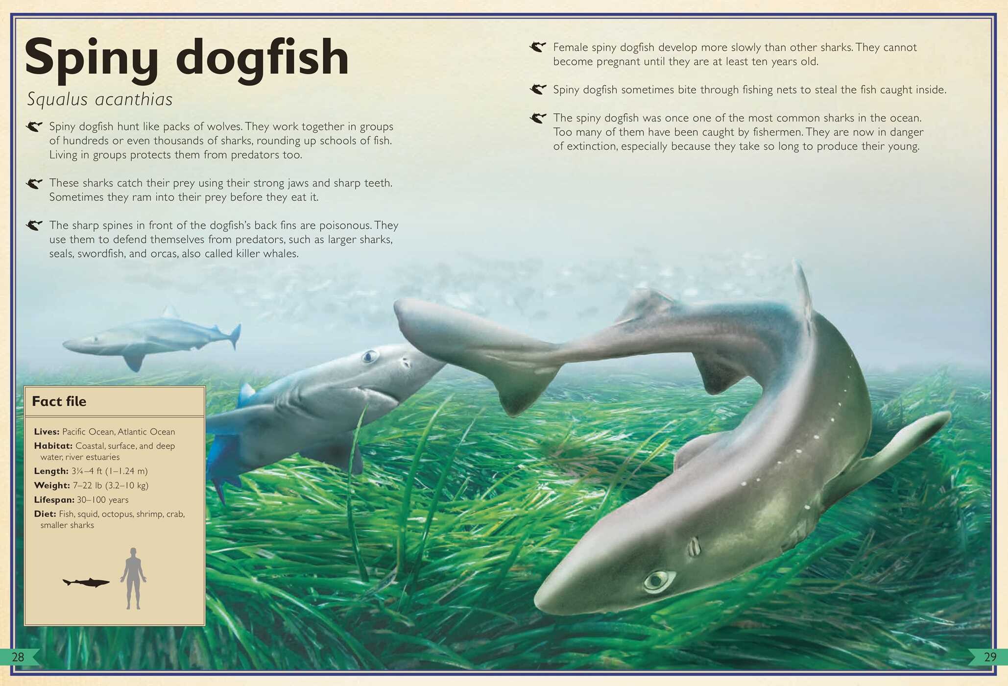 Magnificent Book of Sharks