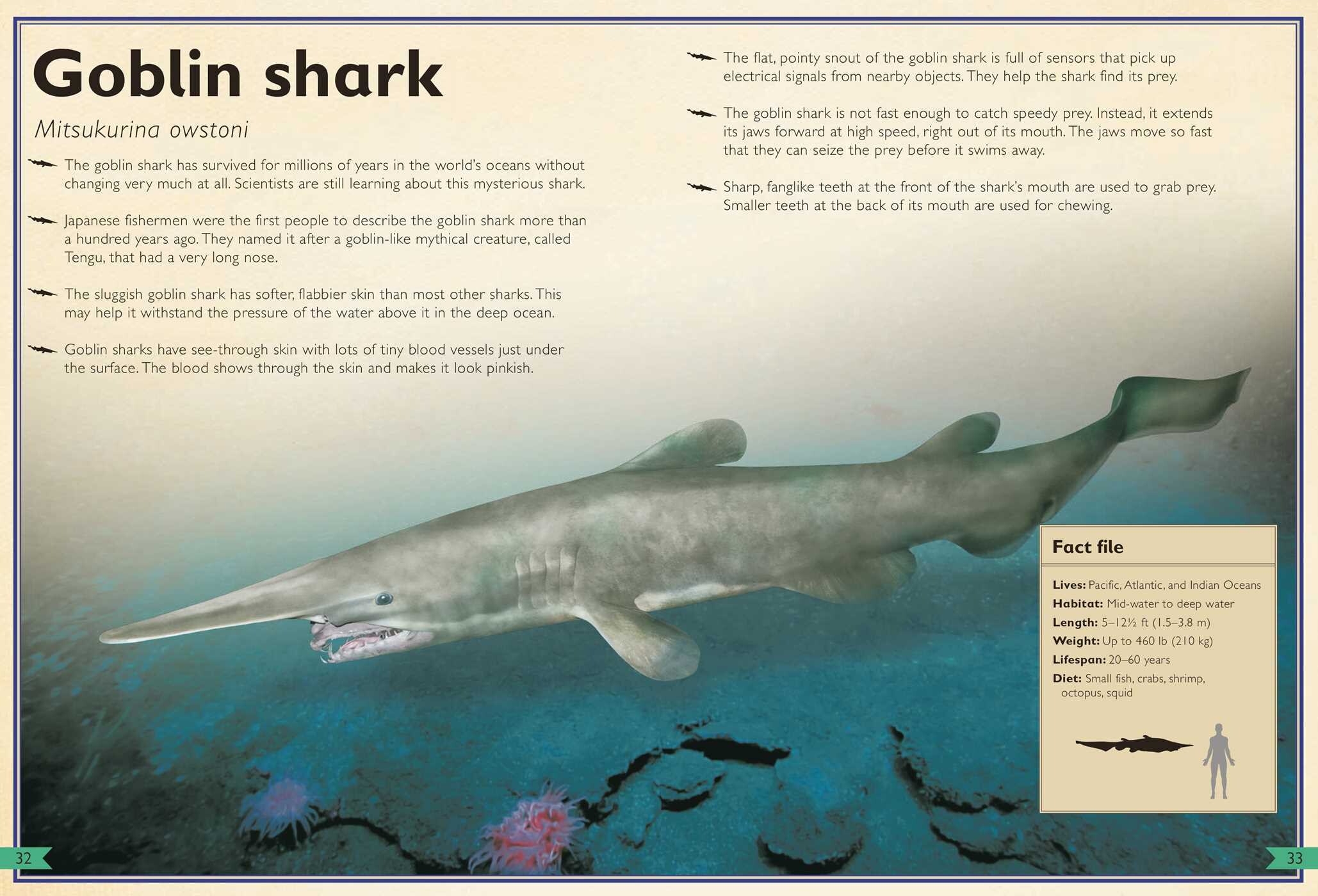 Magnificent Book of Sharks