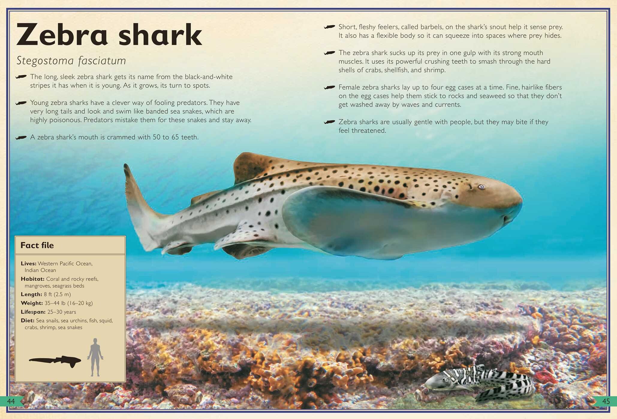 Magnificent Book of Sharks