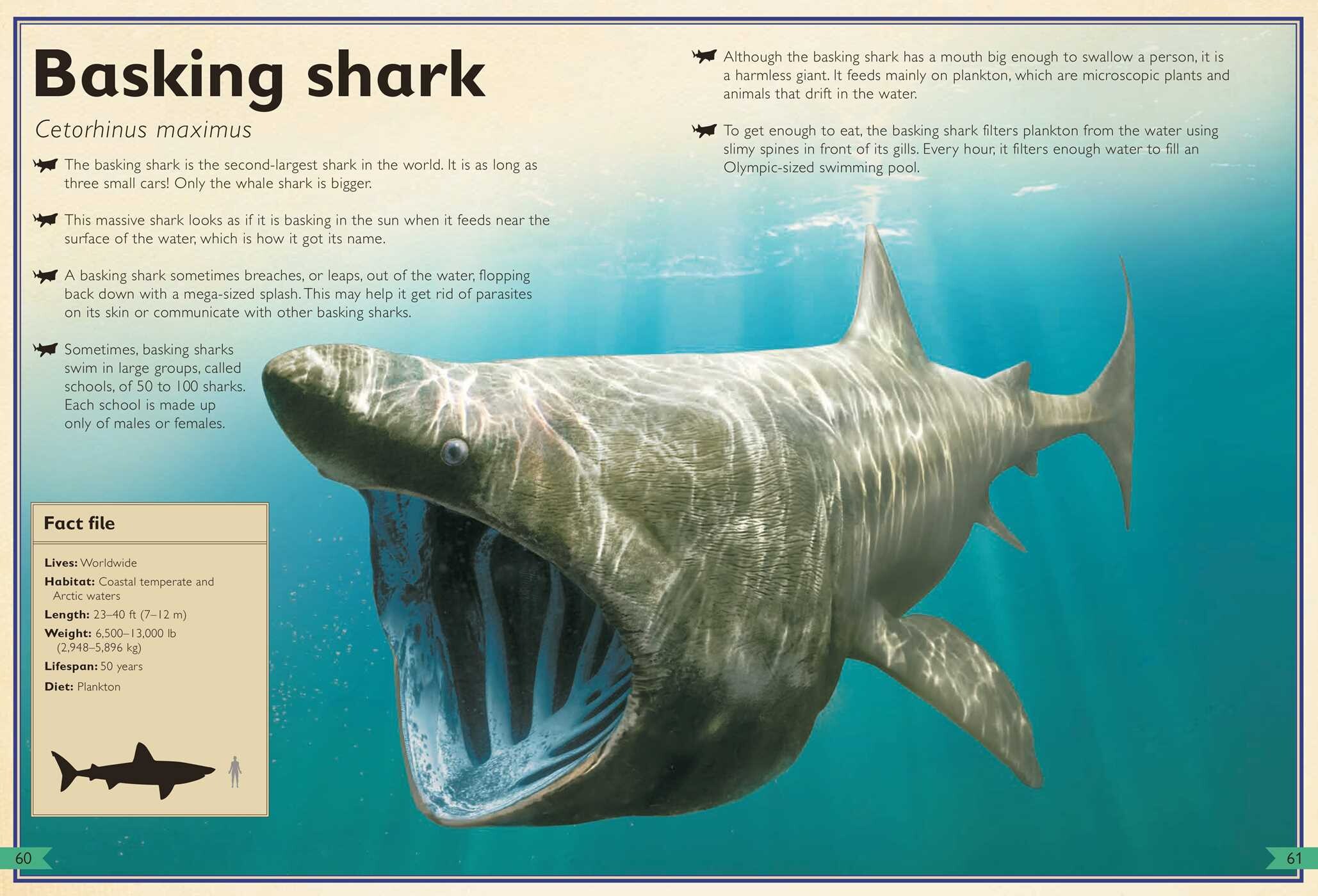 Magnificent Book of Sharks