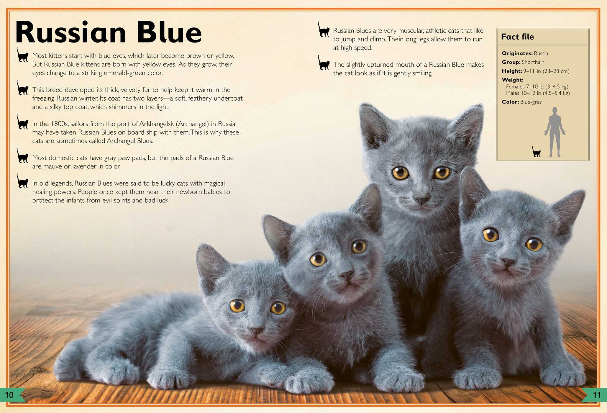 Magnificent Book of Cats