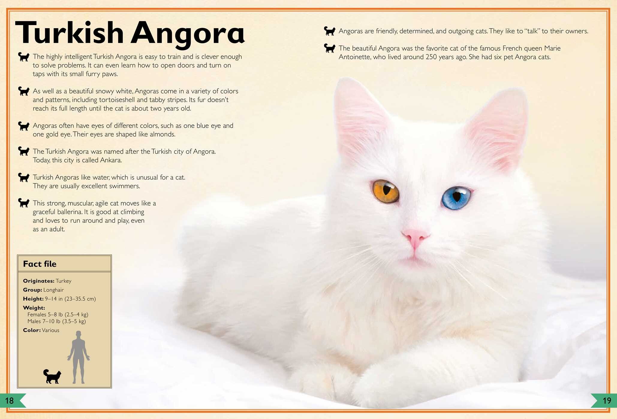 Magnificent Book of Cats