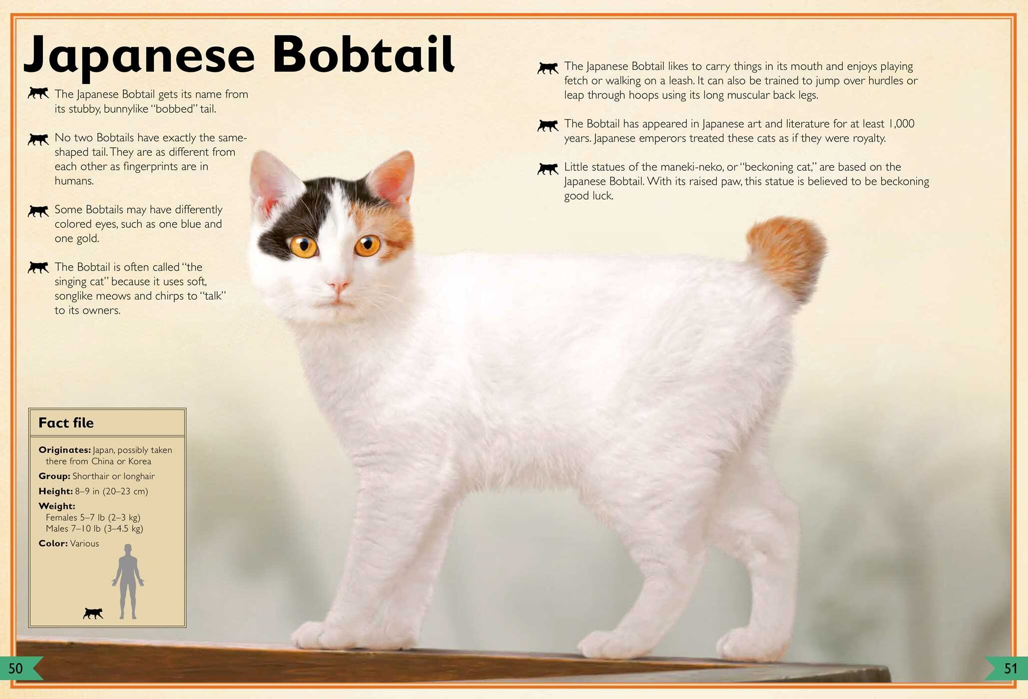 Magnificent Book of Cats