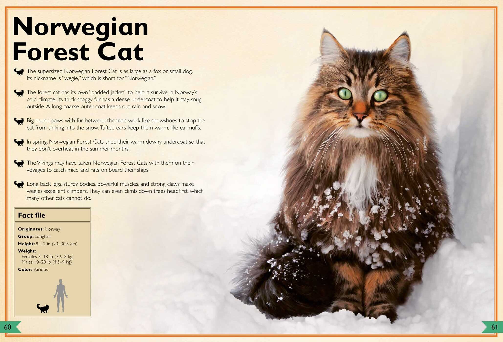 Magnificent Book of Cats
