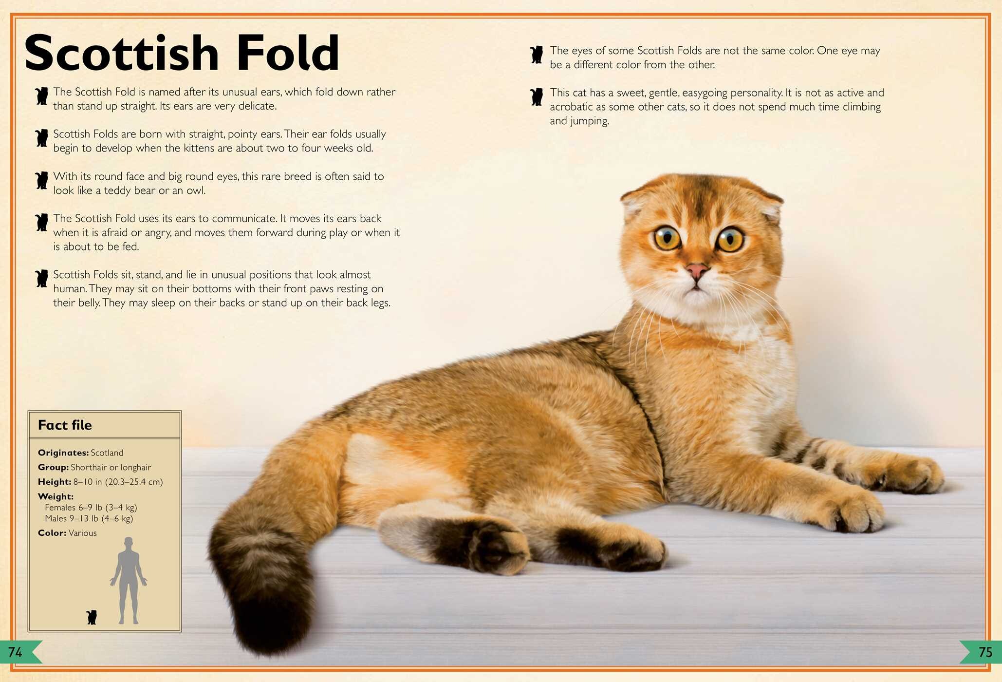 Magnificent Book of Cats
