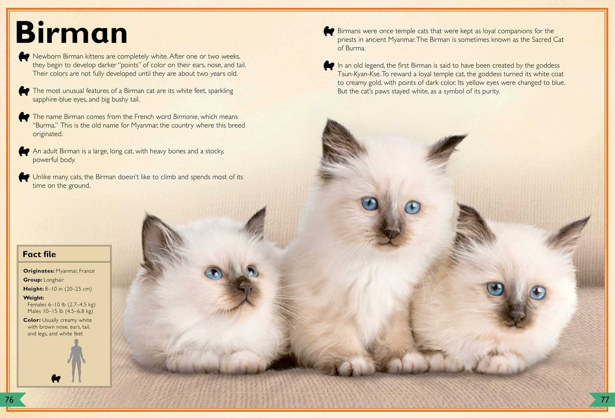 Magnificent Book of Cats