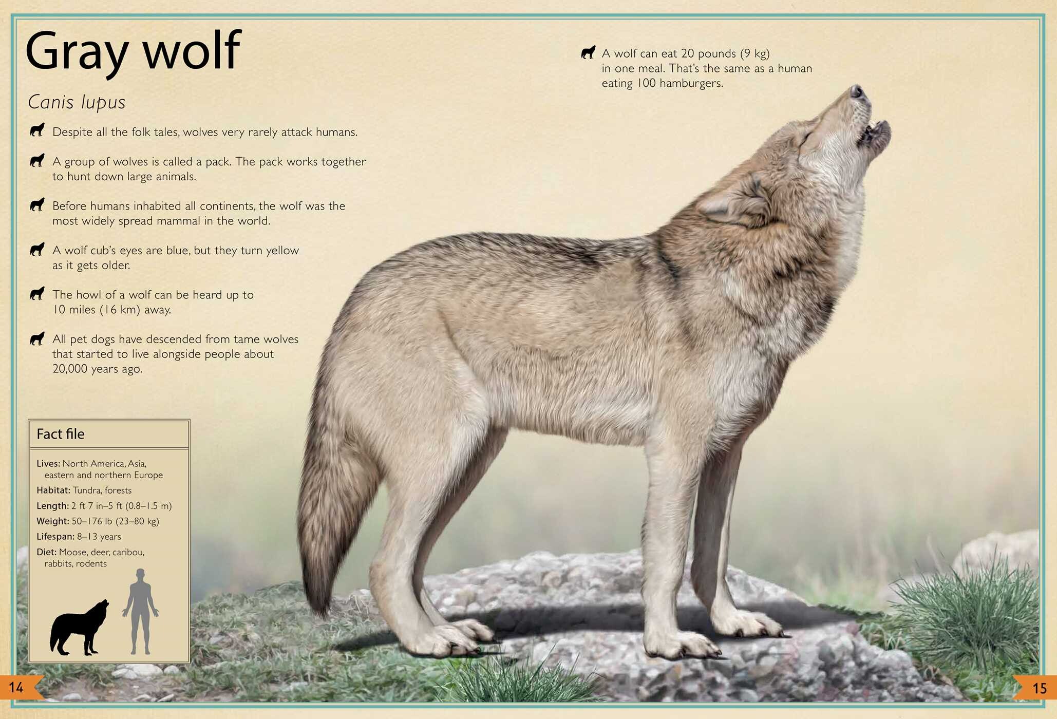 Magnificent Book of Animals