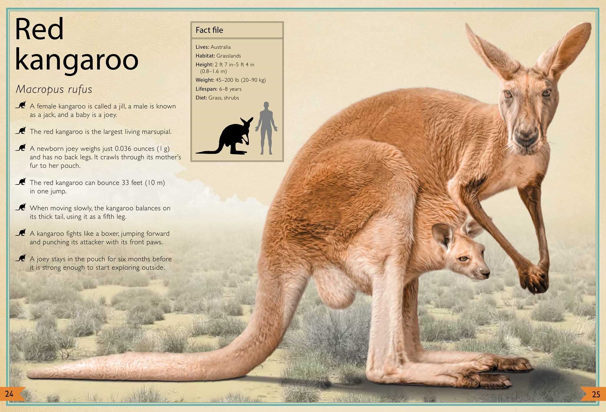 Magnificent Book of Animals