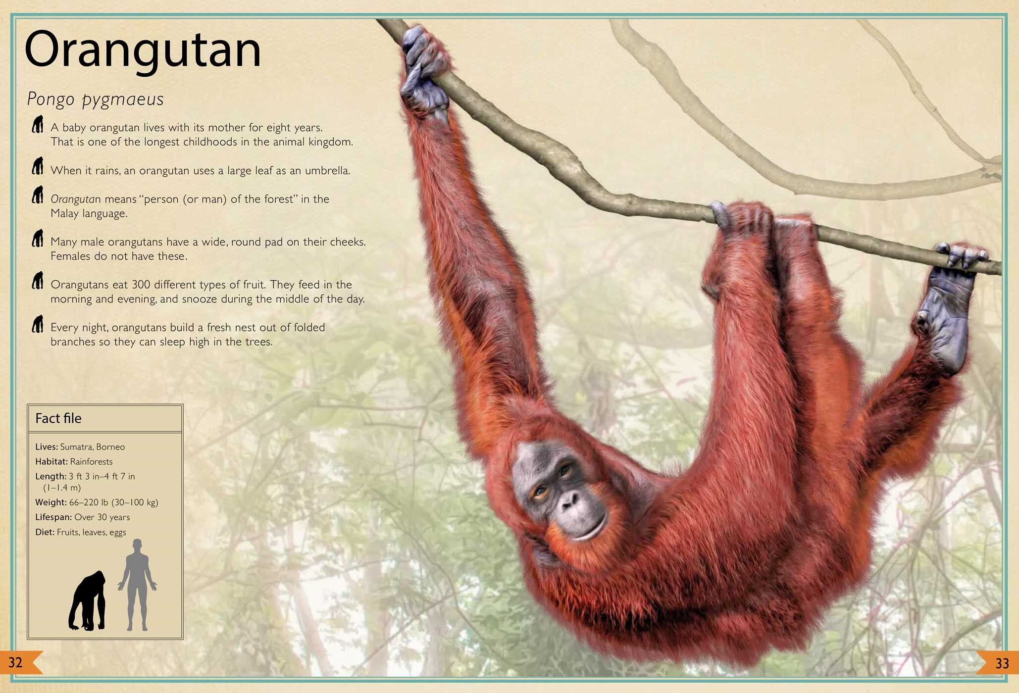 Magnificent Book of Animals