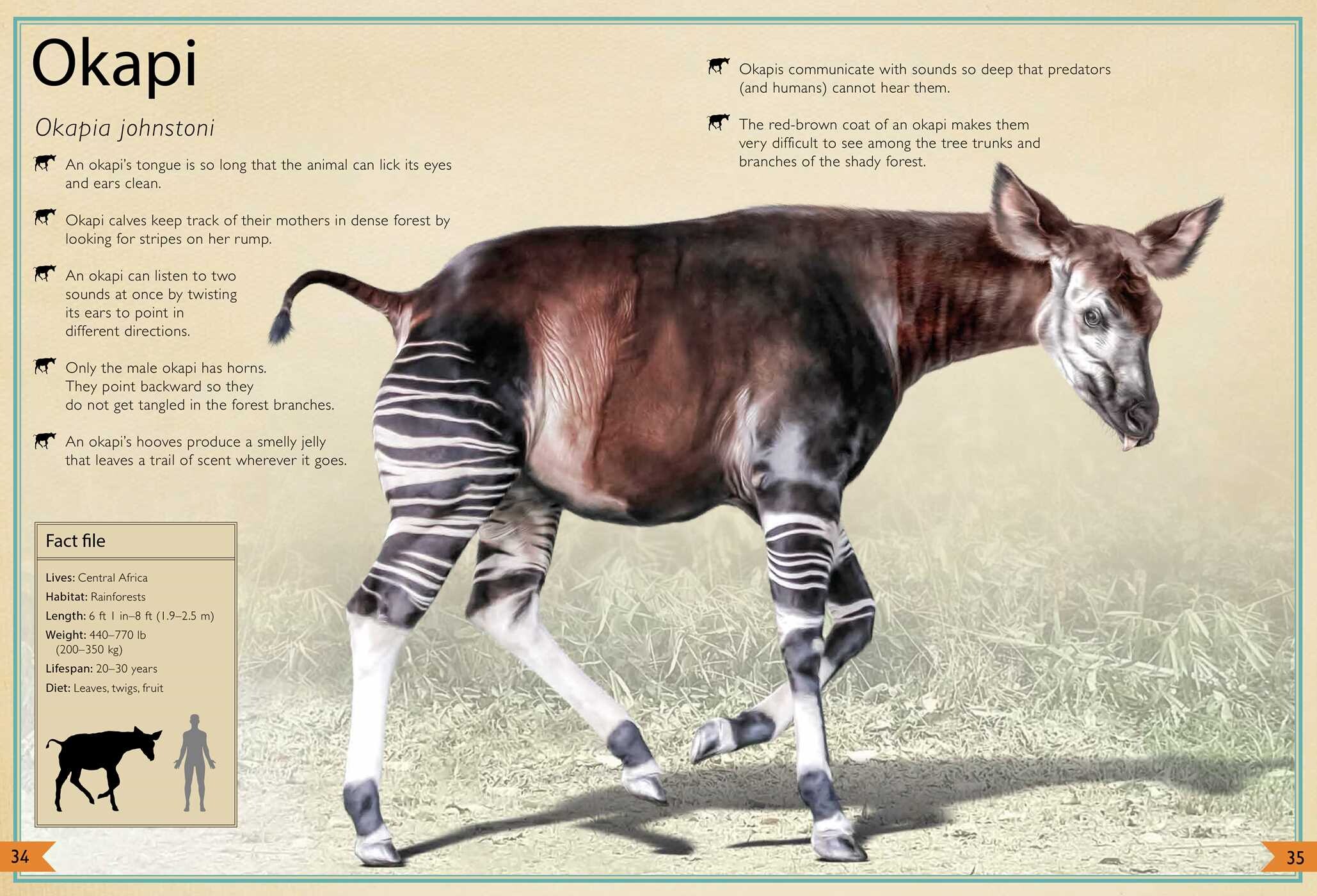 Magnificent Book of Animals