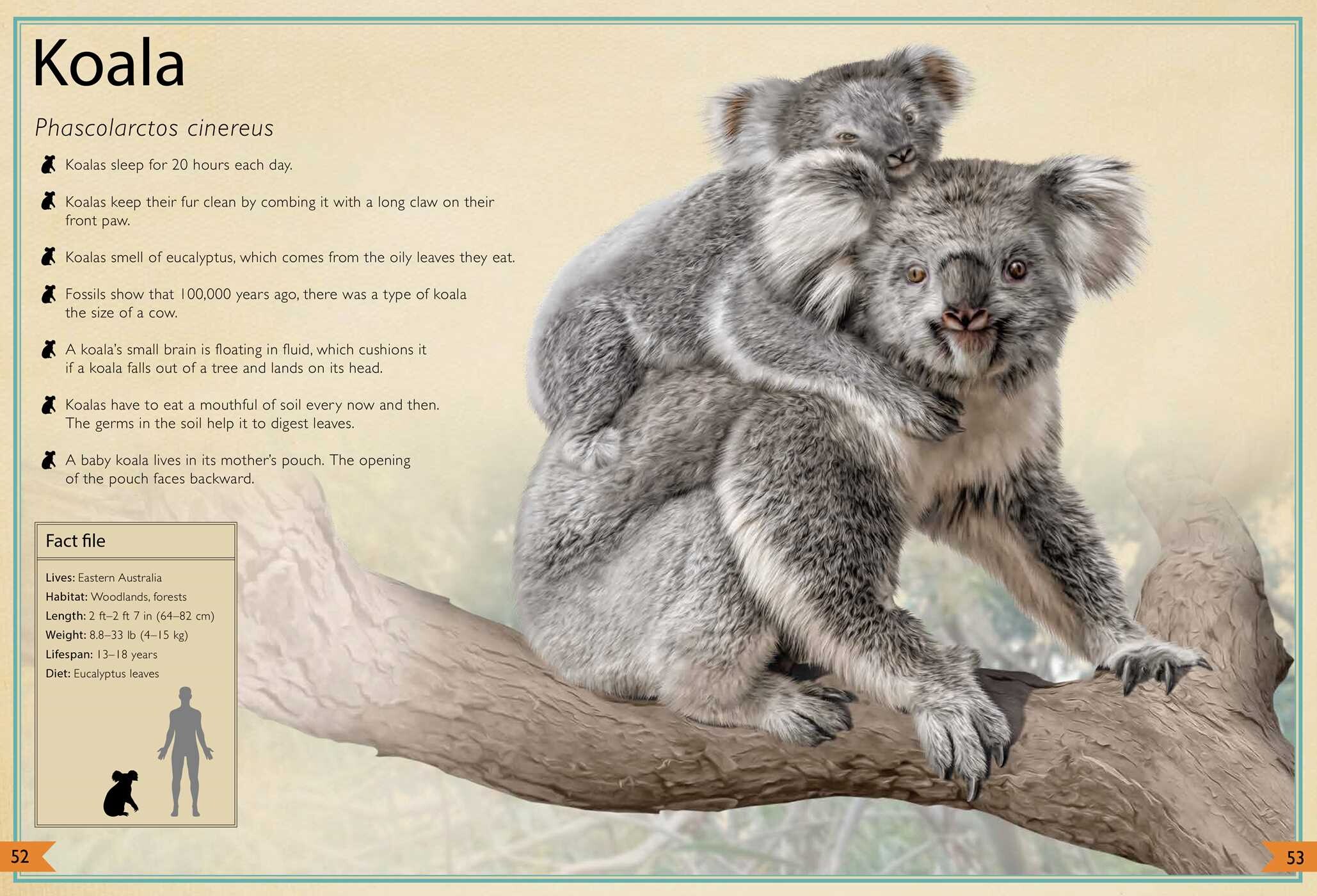 Magnificent Book of Animals