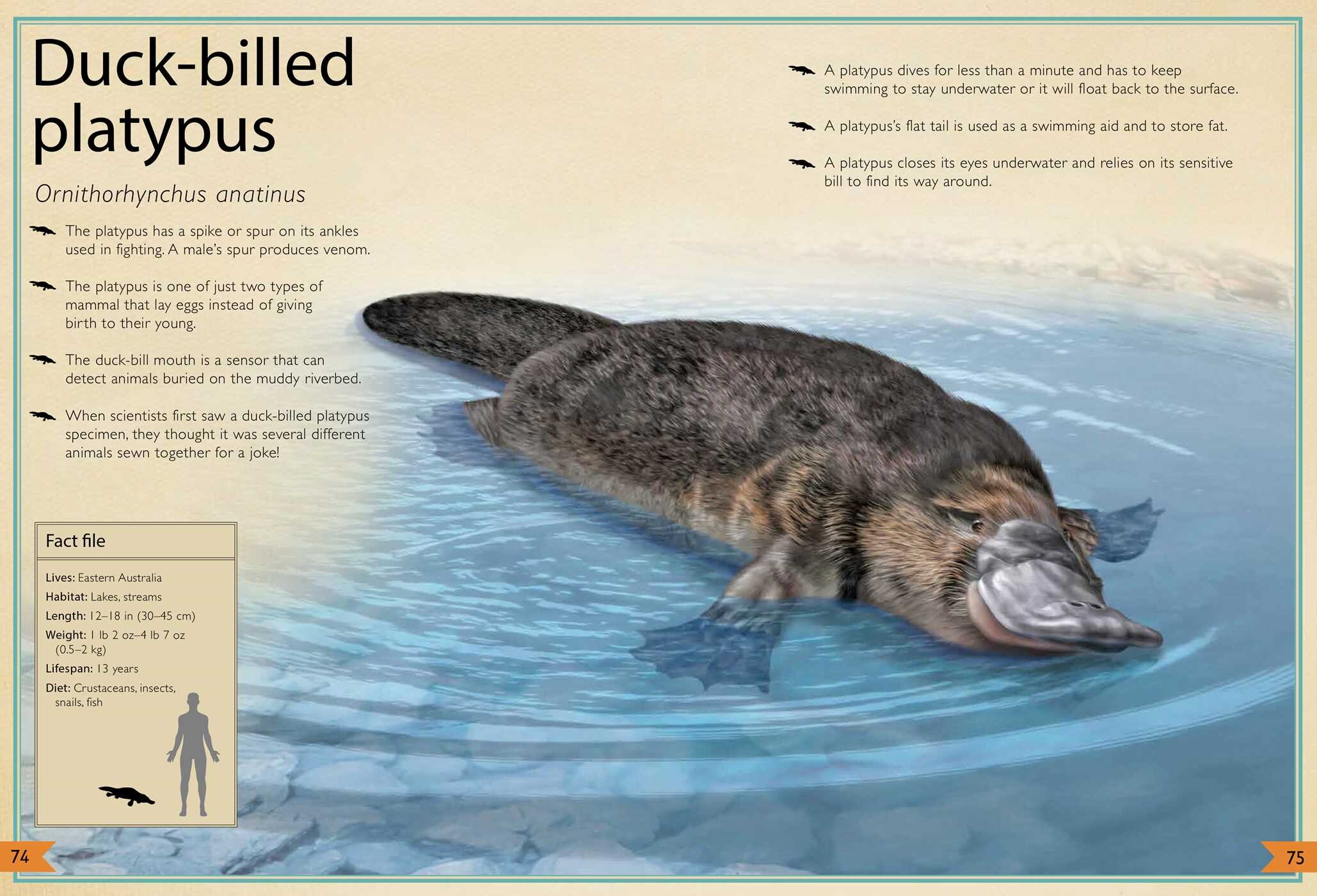 Magnificent Book of Animals