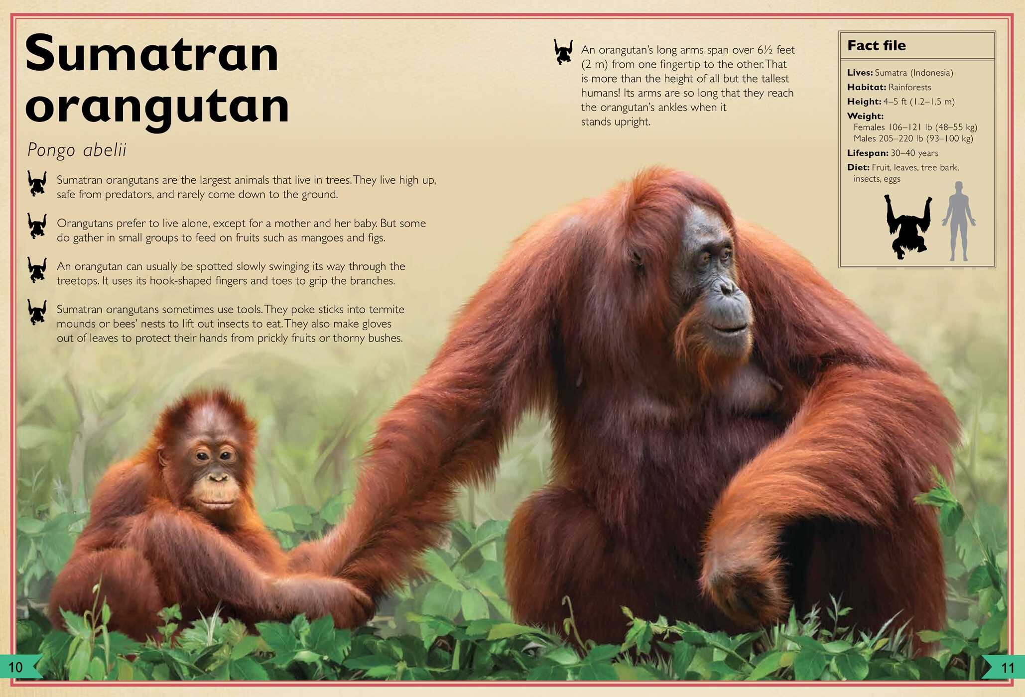 Magnificent Book of Monkeys and Apes