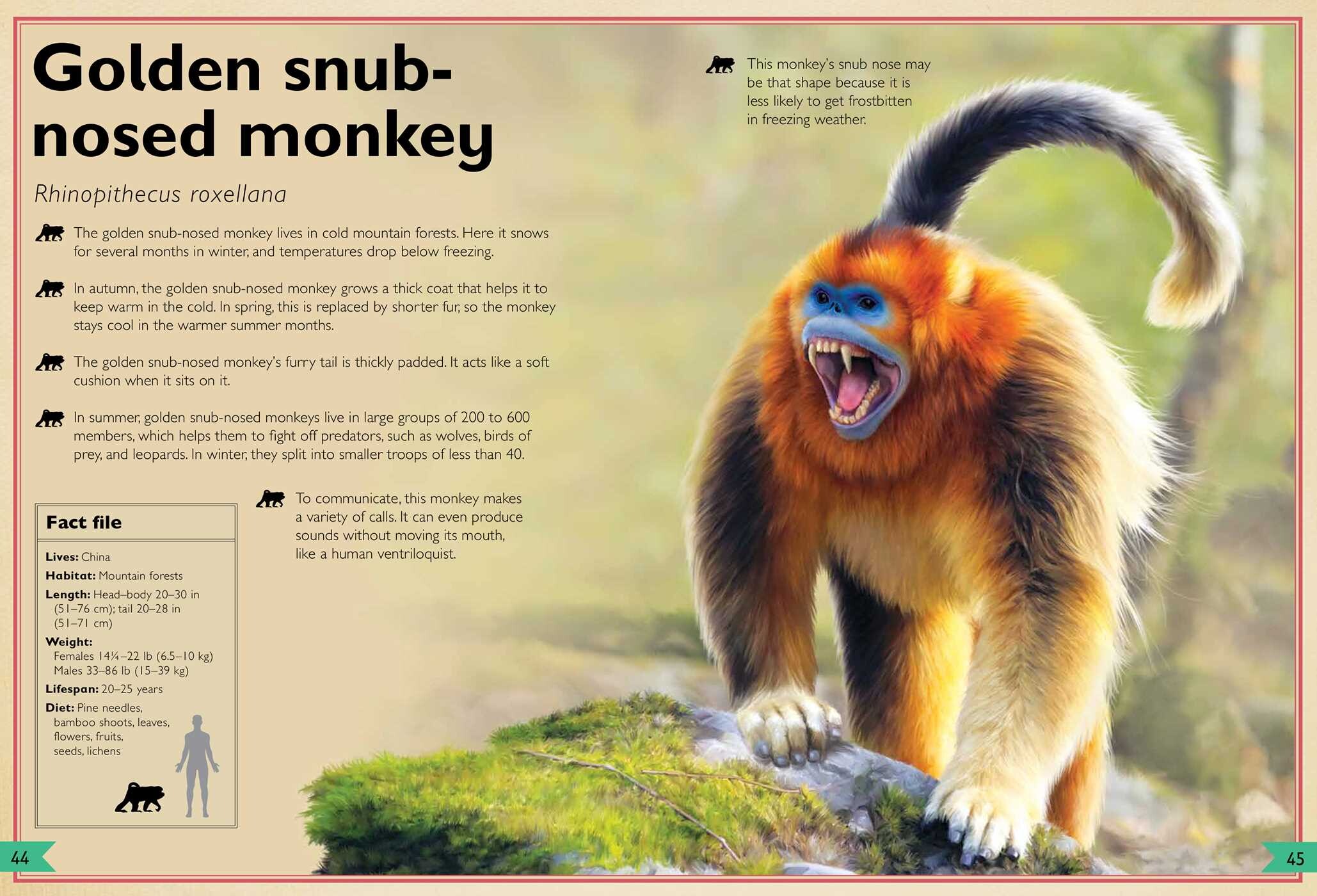 Magnificent Book of Monkeys and Apes