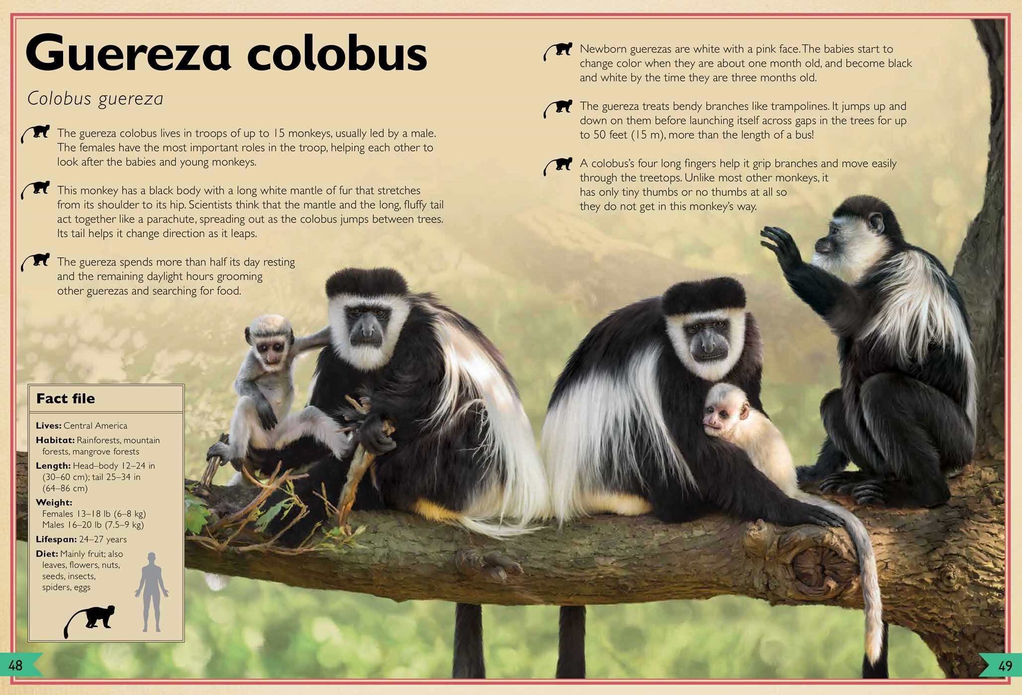 Magnificent Book of Monkeys and Apes