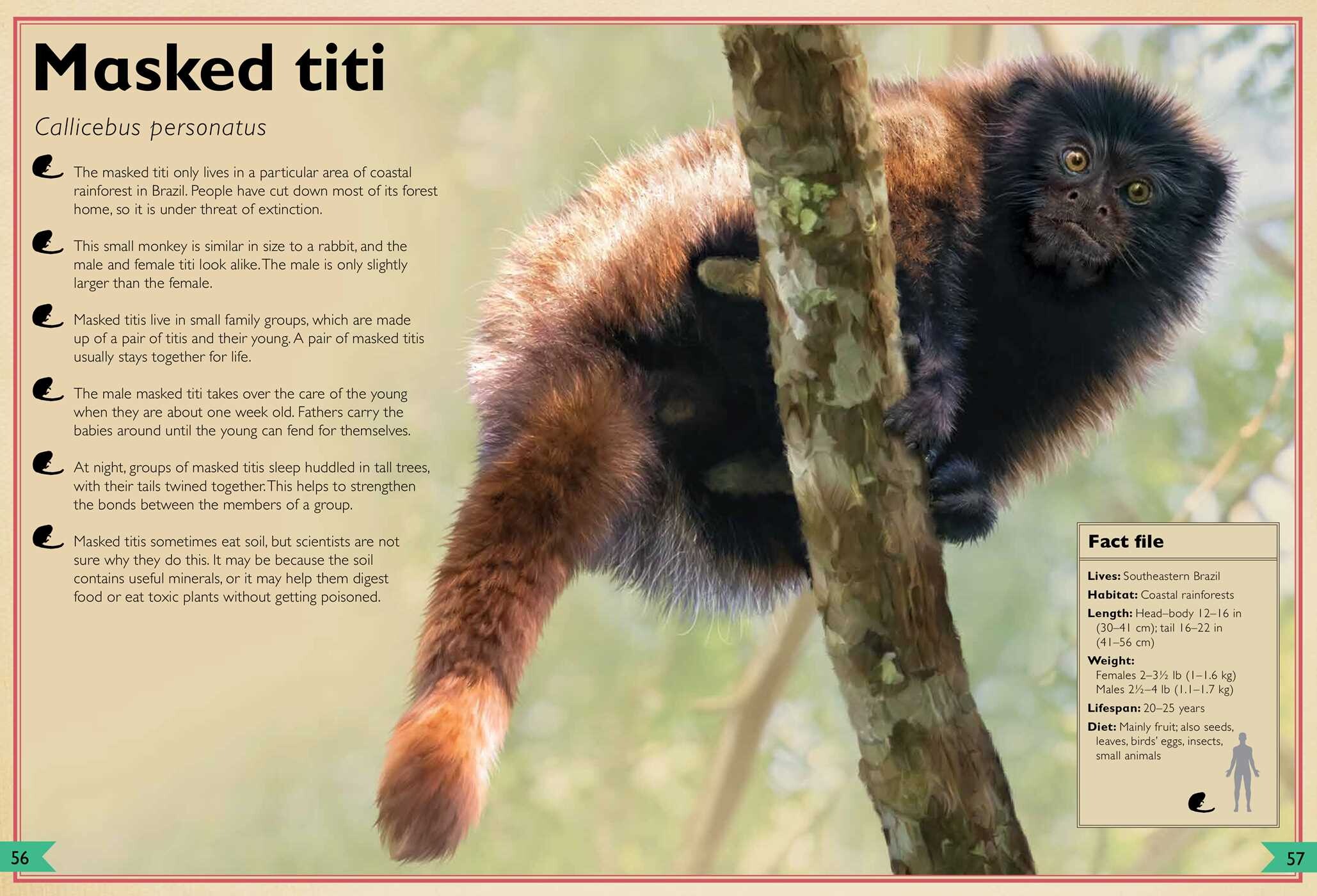 Magnificent Book of Monkeys and Apes