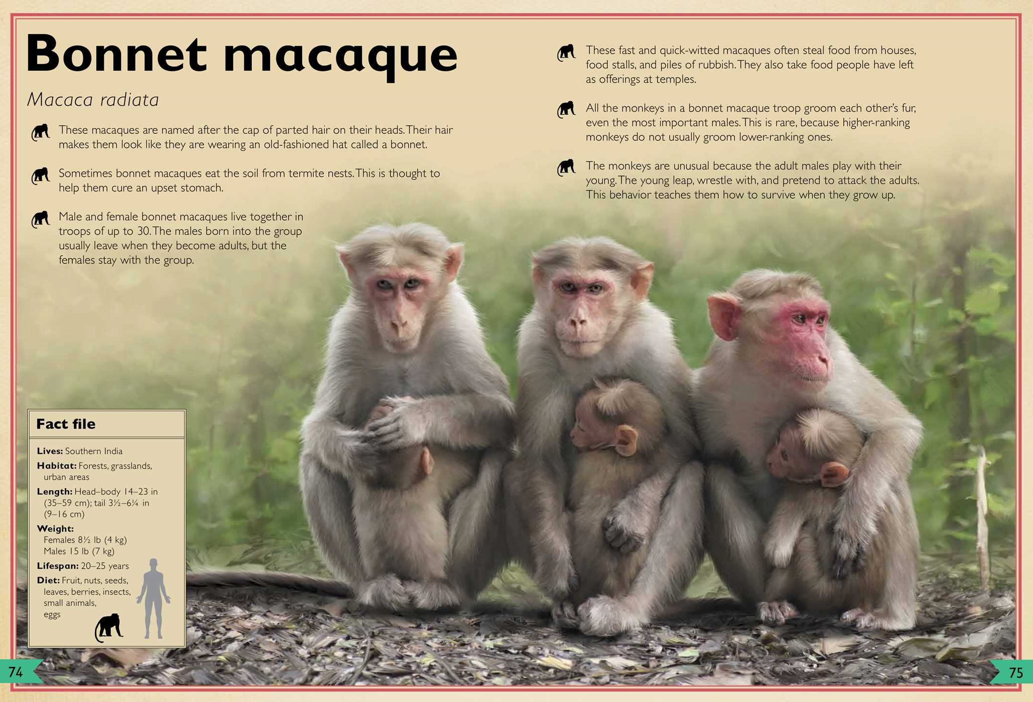Magnificent Book of Monkeys and Apes