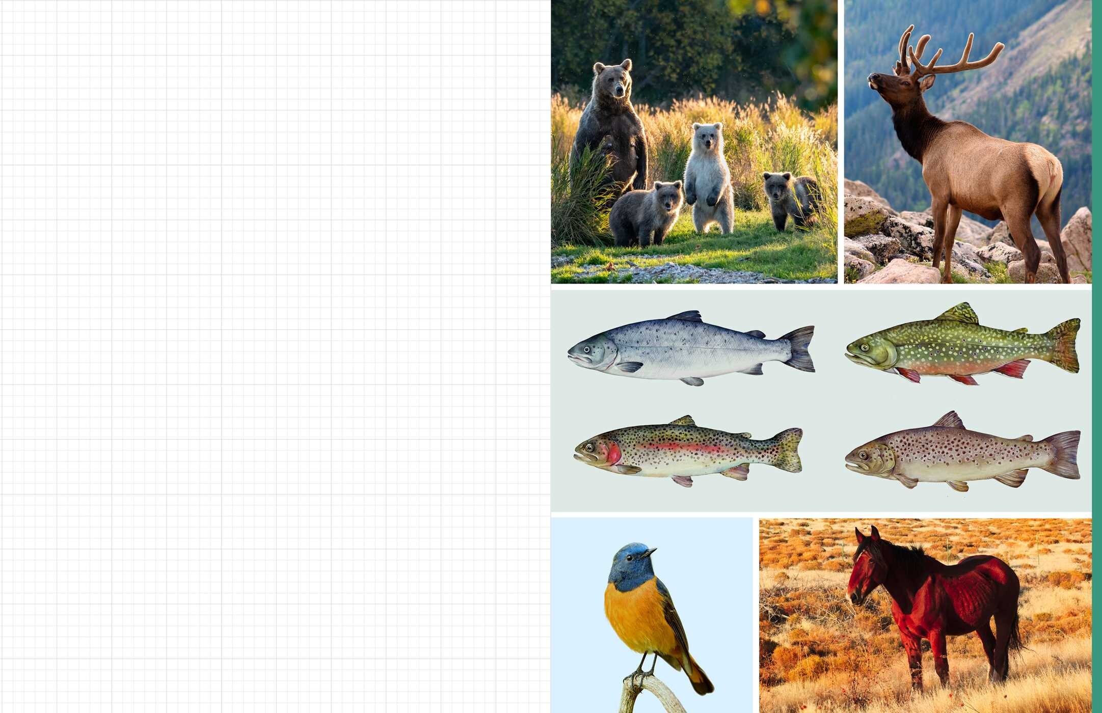 Cut & Collage National Parks