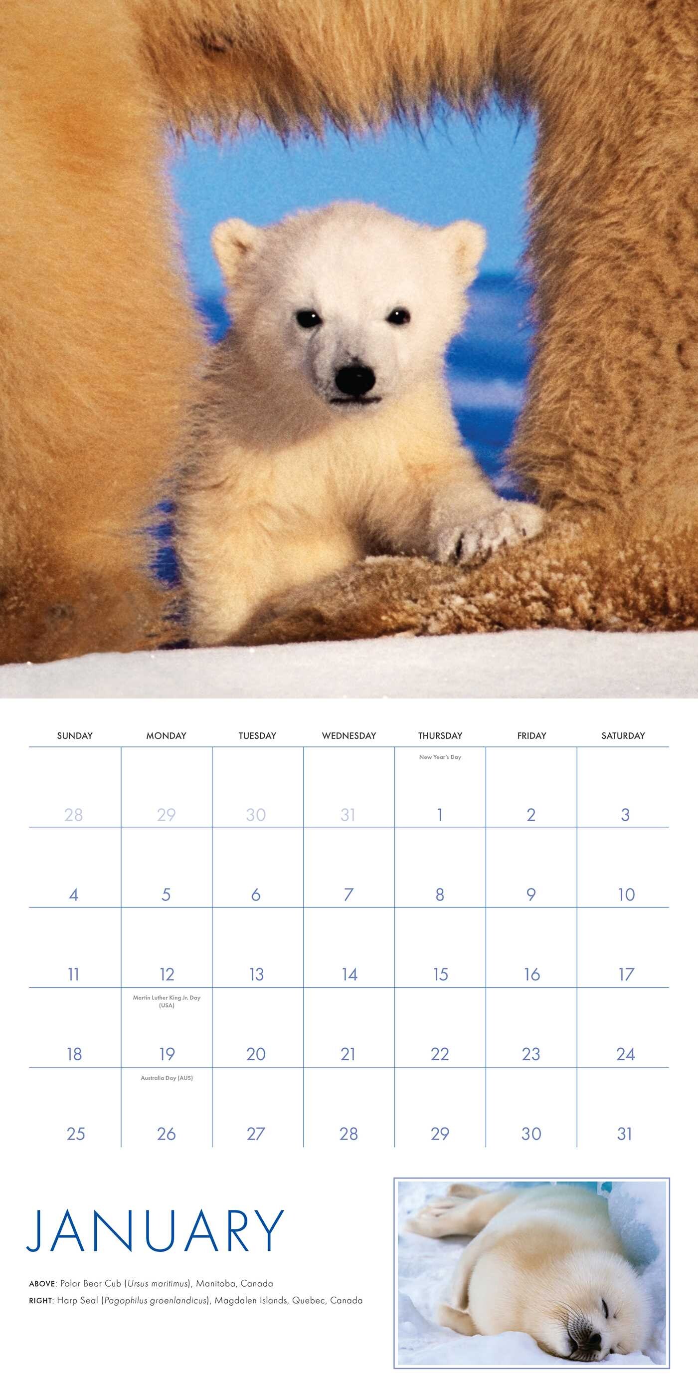 2026 Baby Animals Wall Calendar