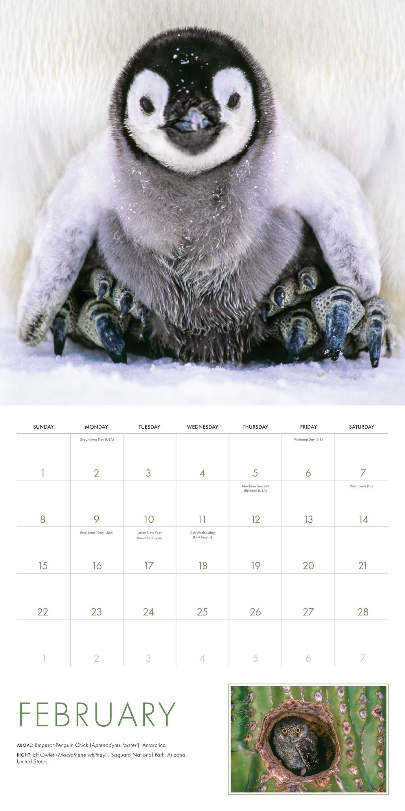 2026 Baby Animals Wall Calendar