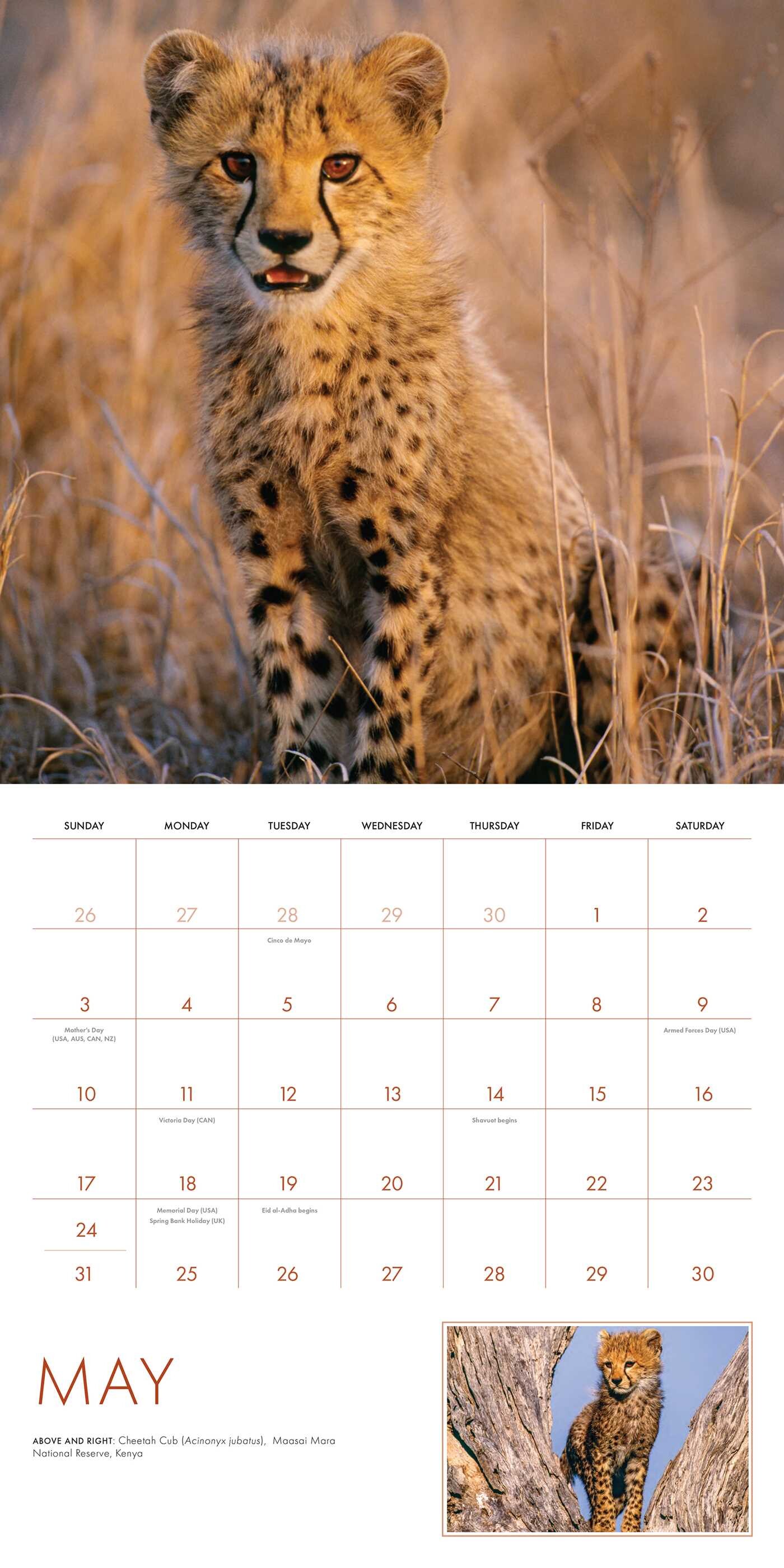 2026 Baby Animals Wall Calendar