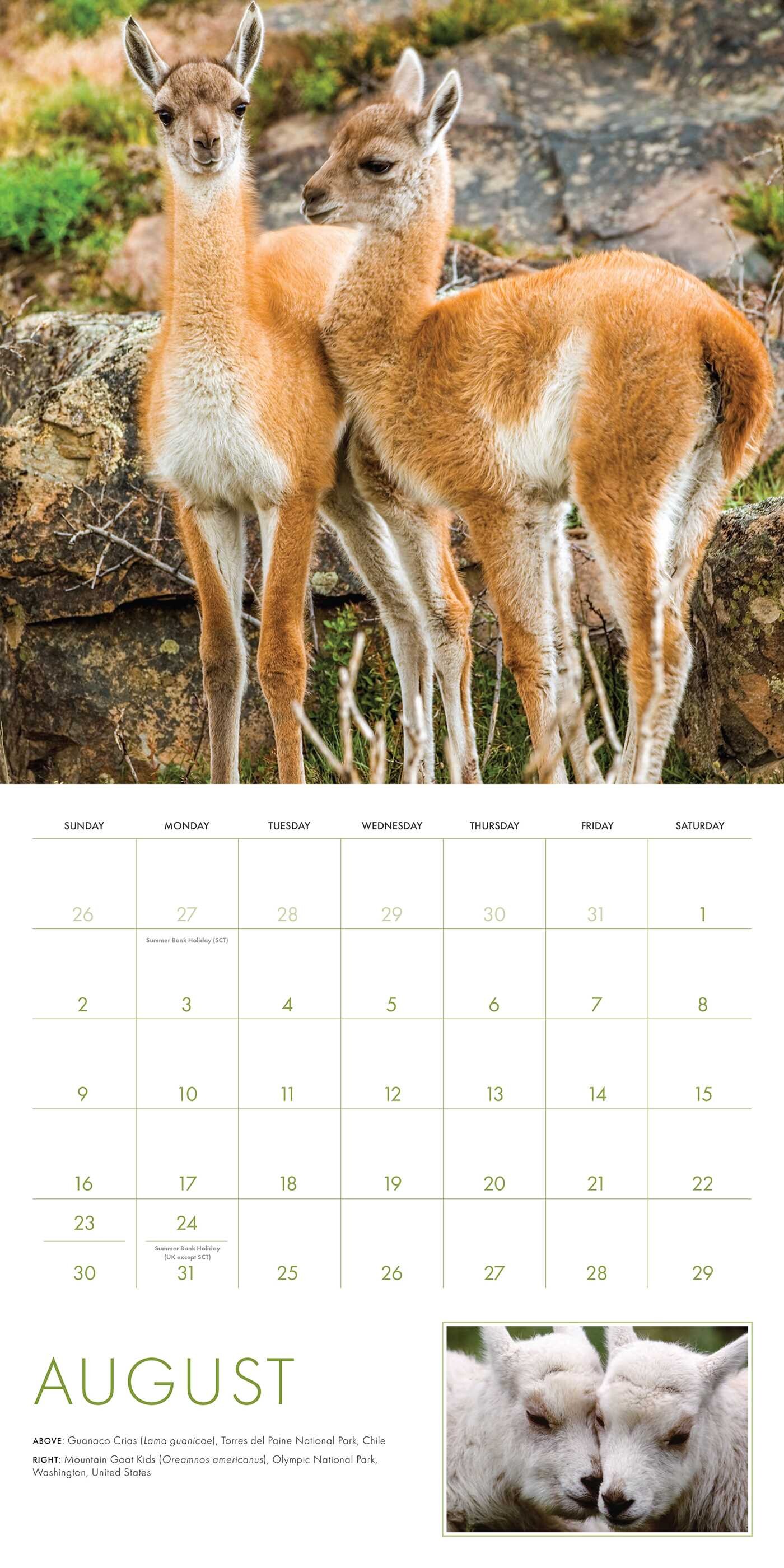 2026 Baby Animals Wall Calendar