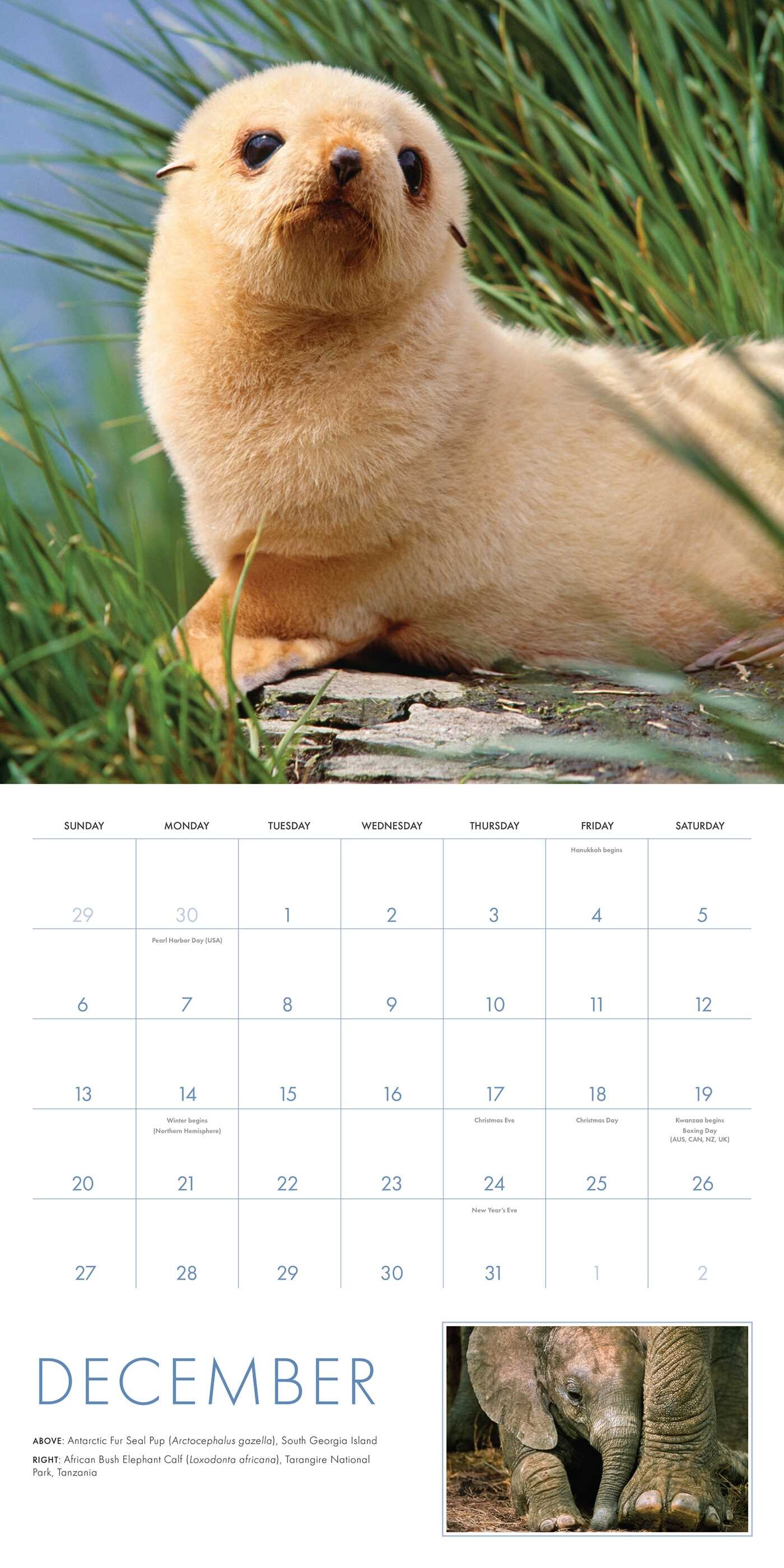 2026 Baby Animals Wall Calendar