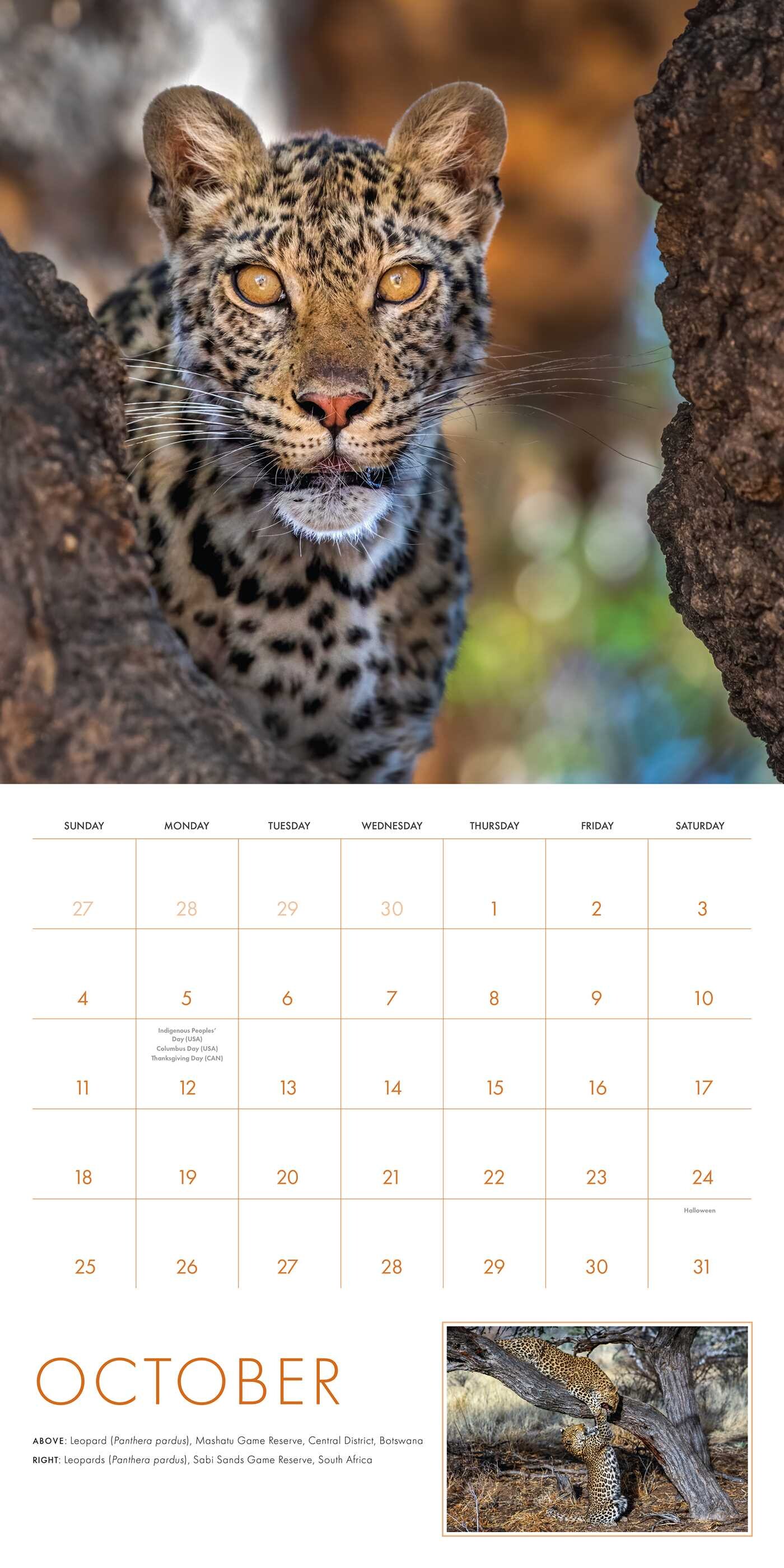 2026 Big Cats Wall Calendar