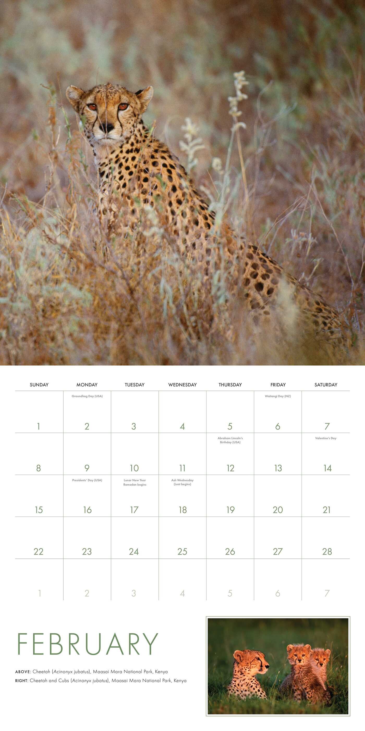 2026 Big Cats Wall Calendar