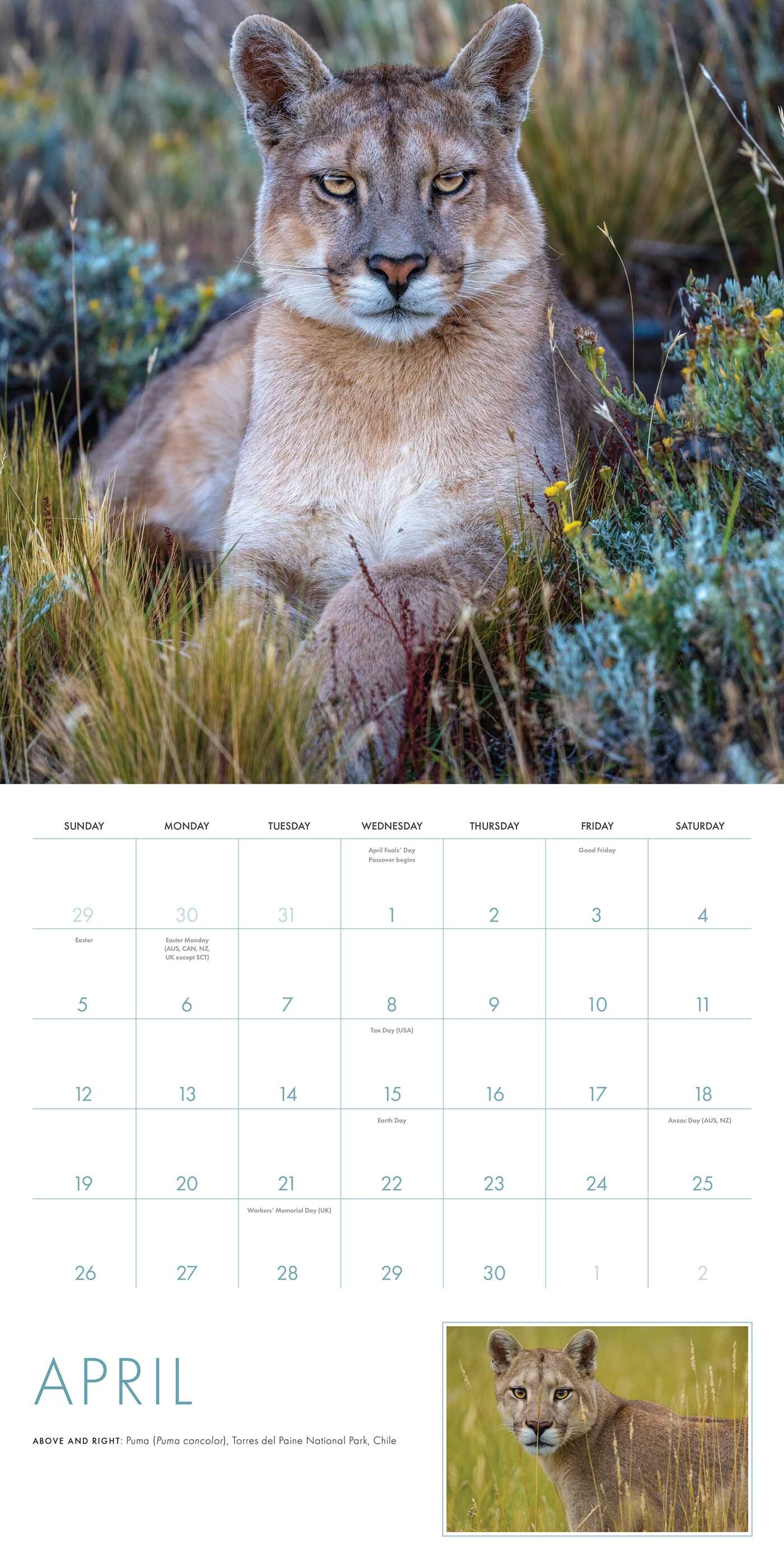 2026 Big Cats Wall Calendar Book Summary & Video Official Publisher