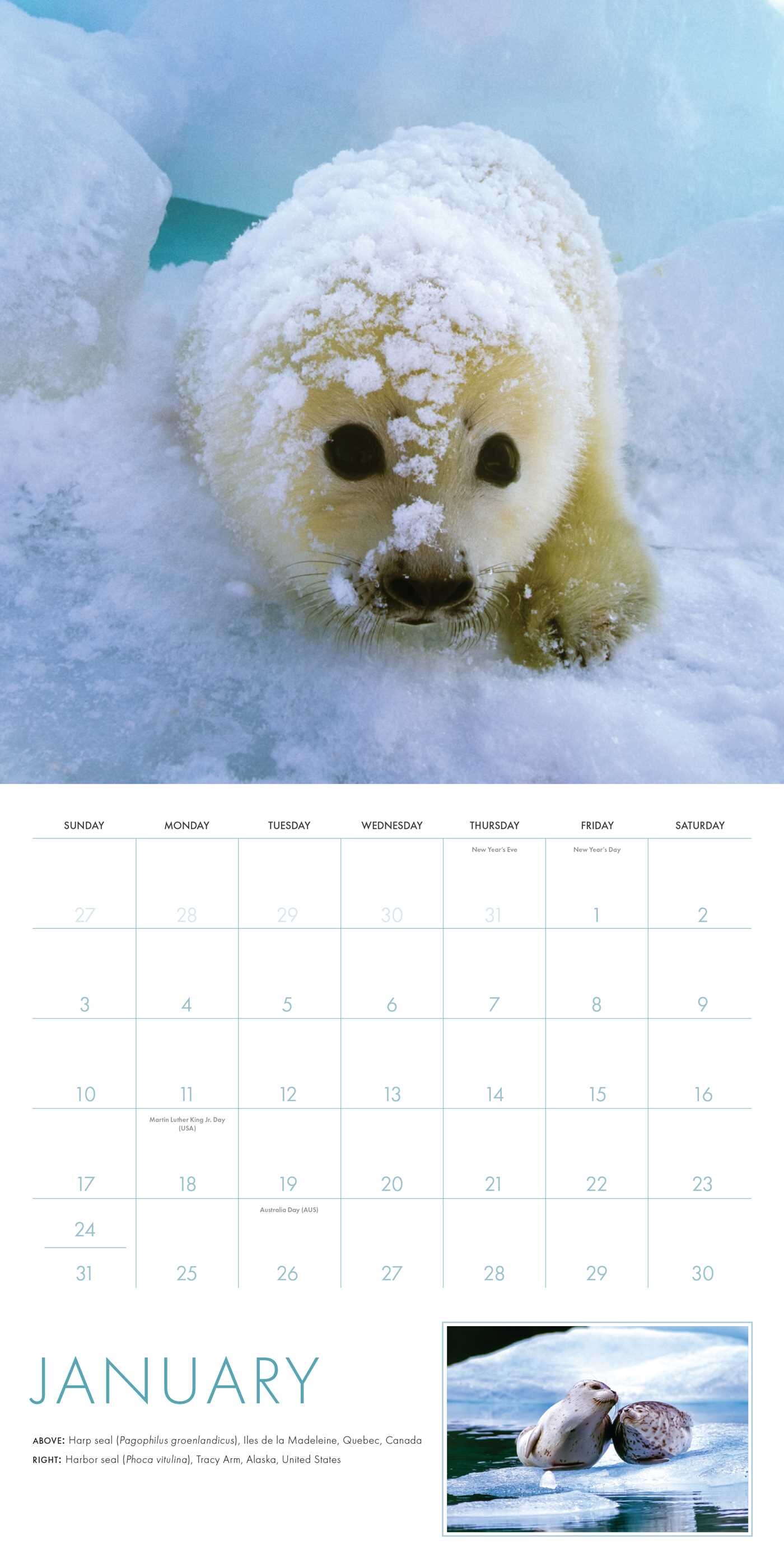 2027 Baby Animals Wall Calendar