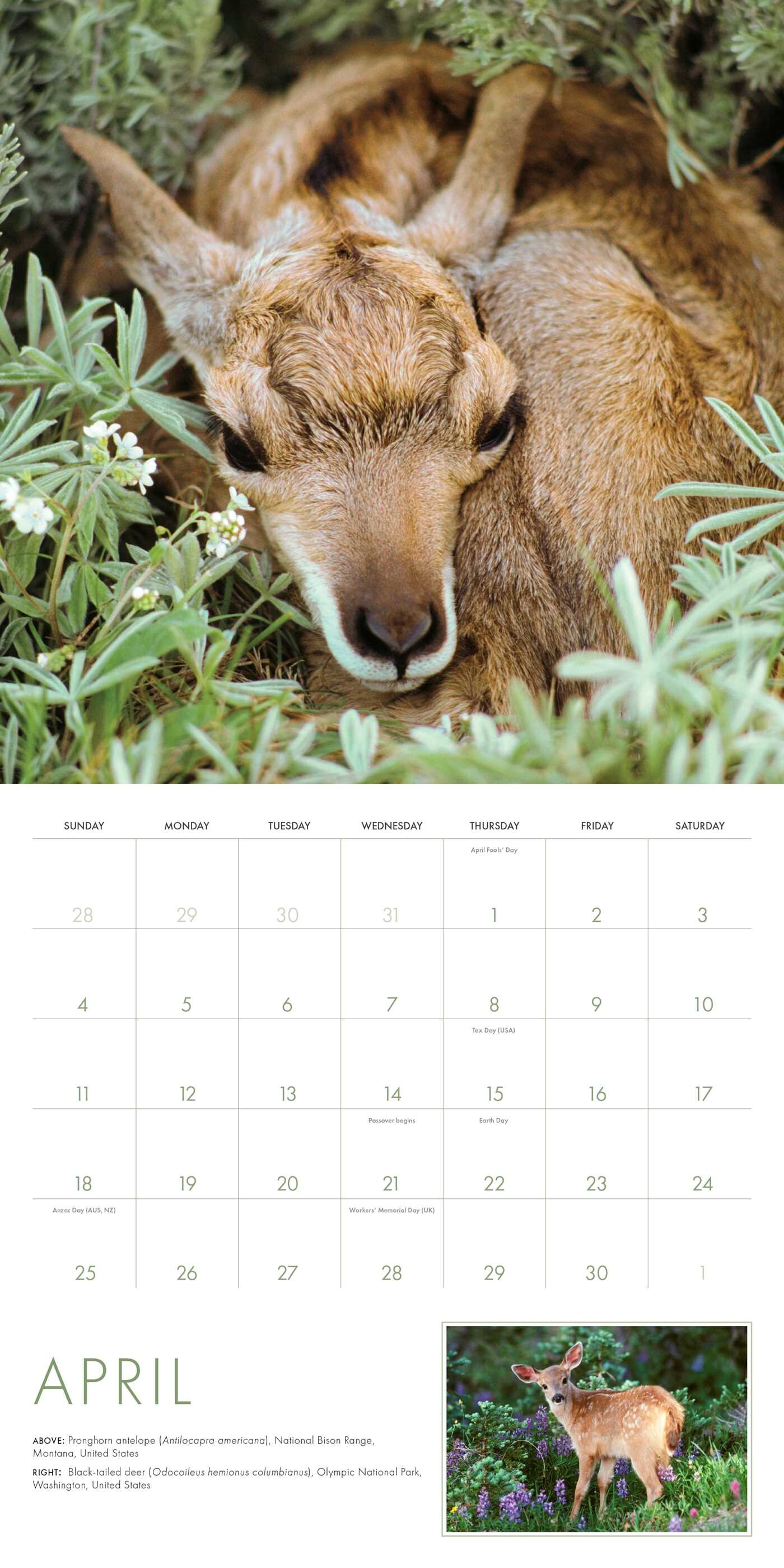 2027 Baby Animals Wall Calendar