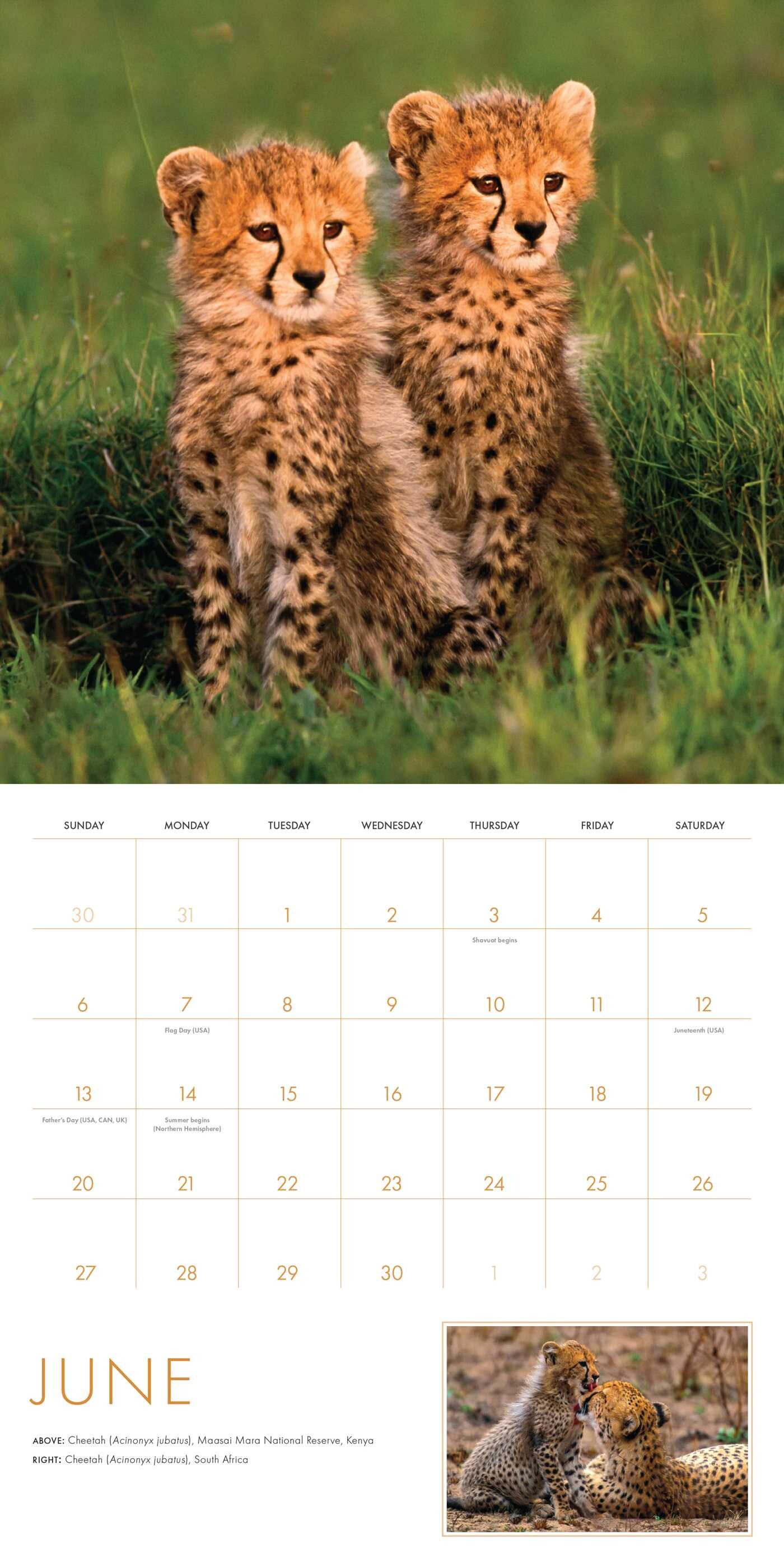 2027 Baby Animals Wall Calendar