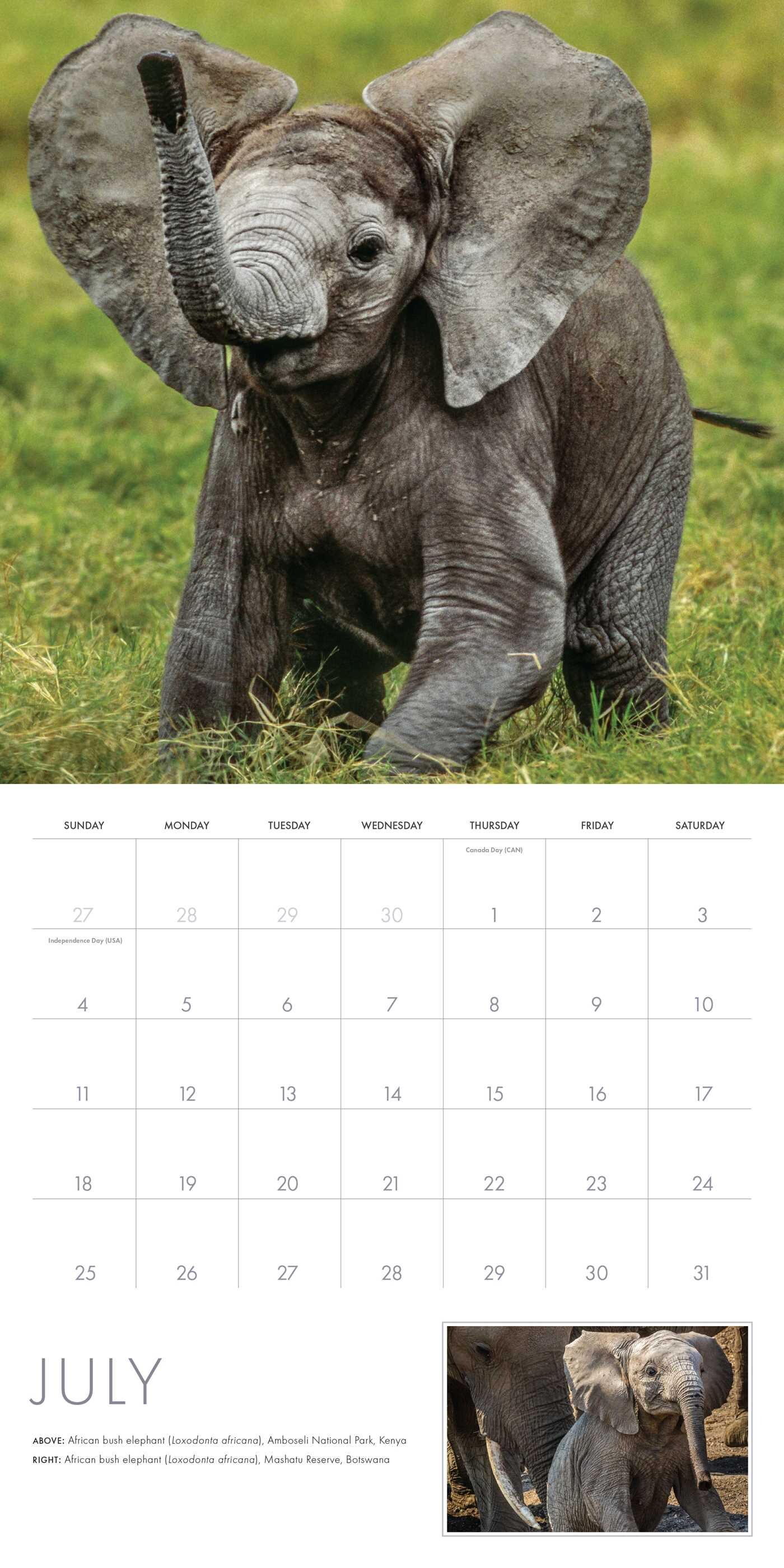 2027 Baby Animals Wall Calendar