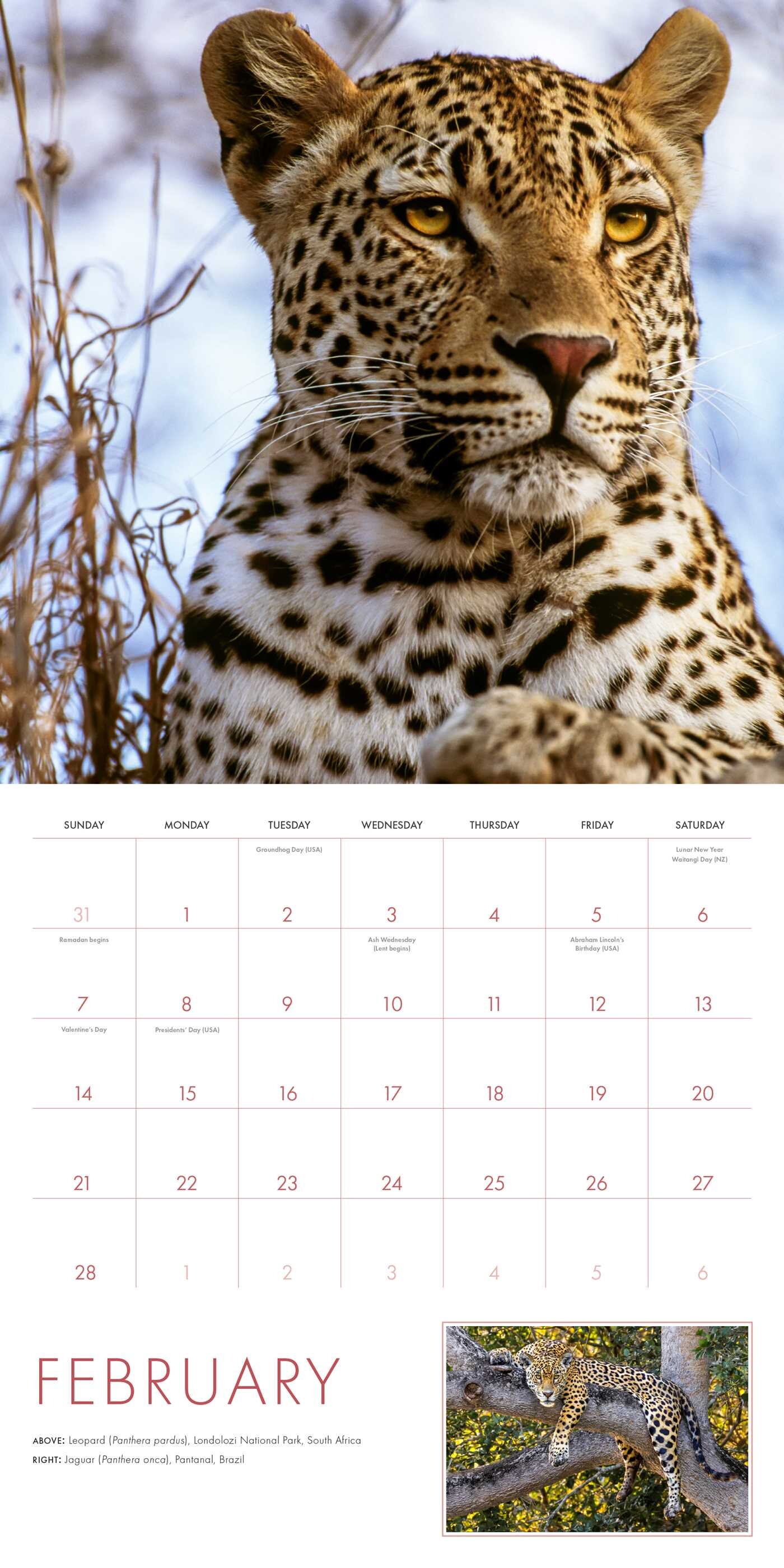 2027 Big Cats Wall Calendar