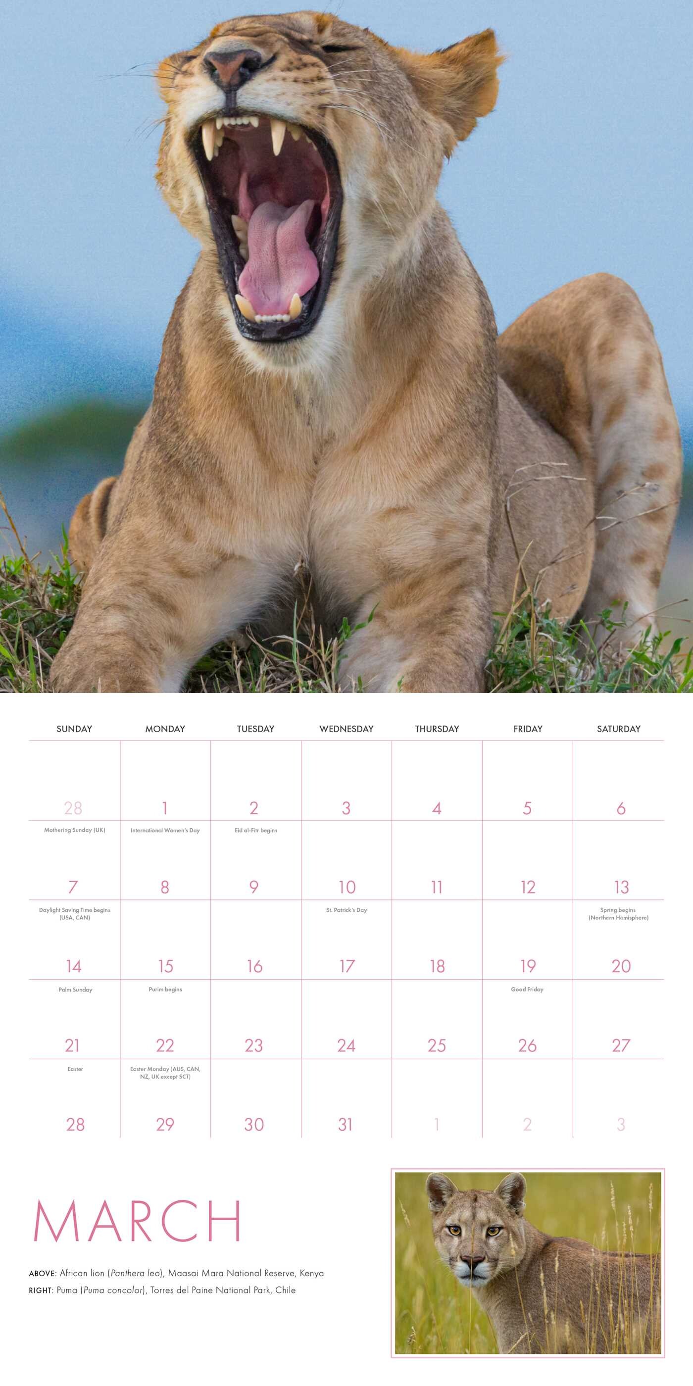 2027 Big Cats Wall Calendar