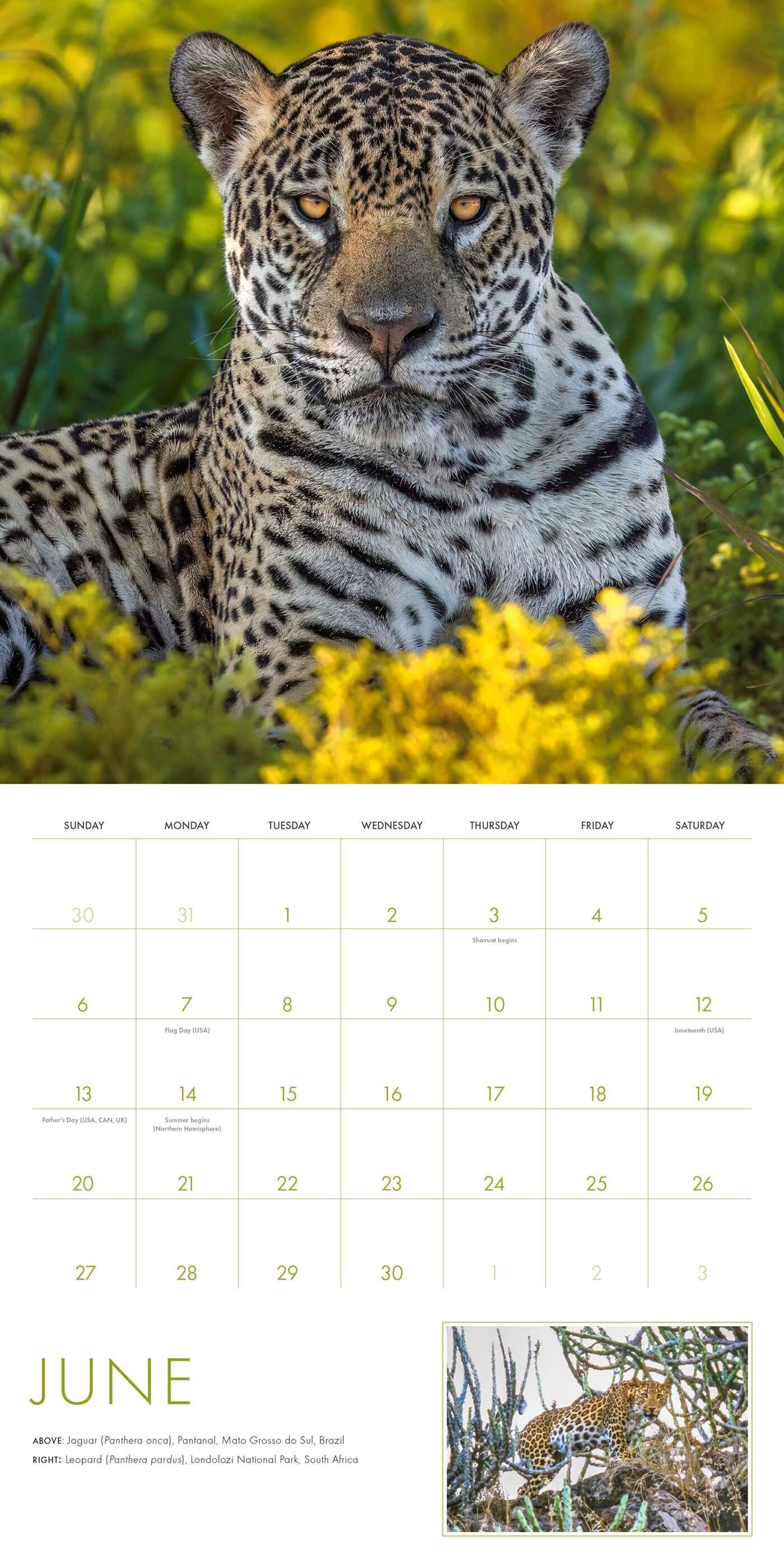 2027 Big Cats Wall Calendar
