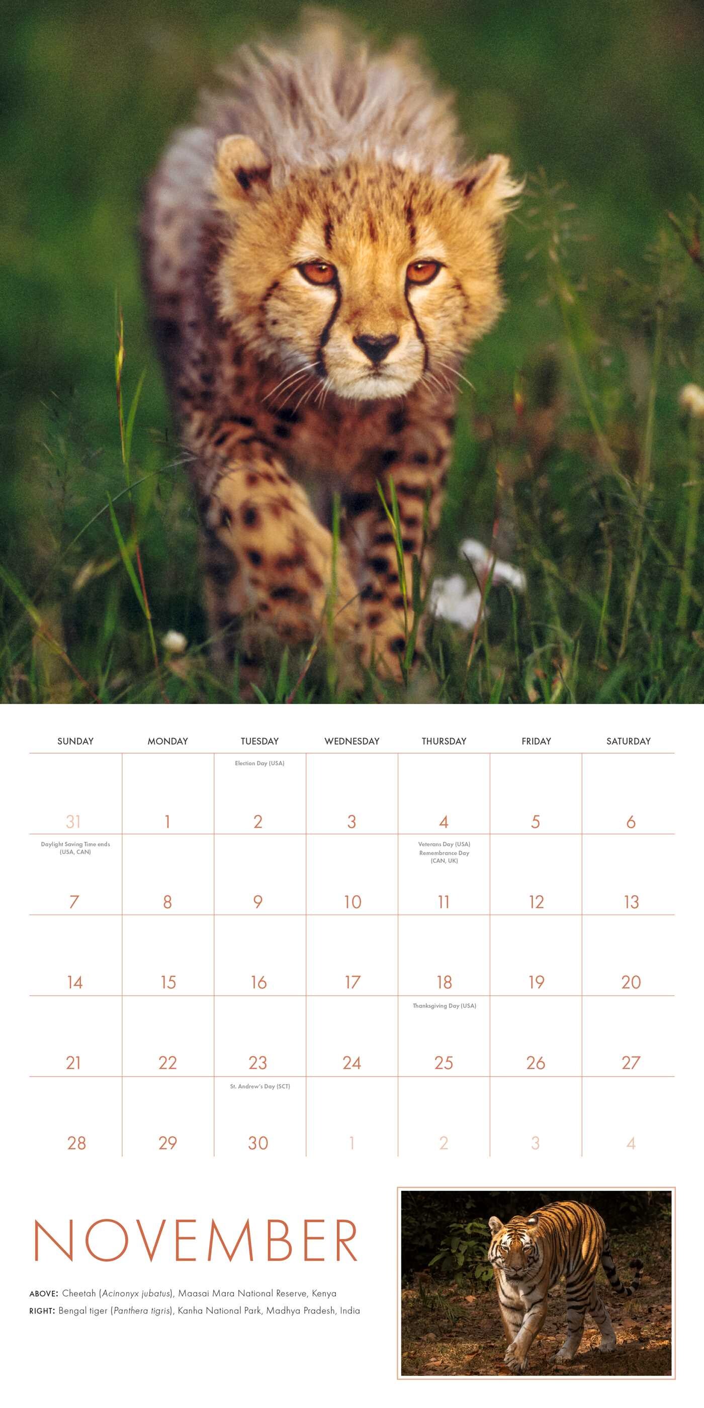 2027 Big Cats Wall Calendar