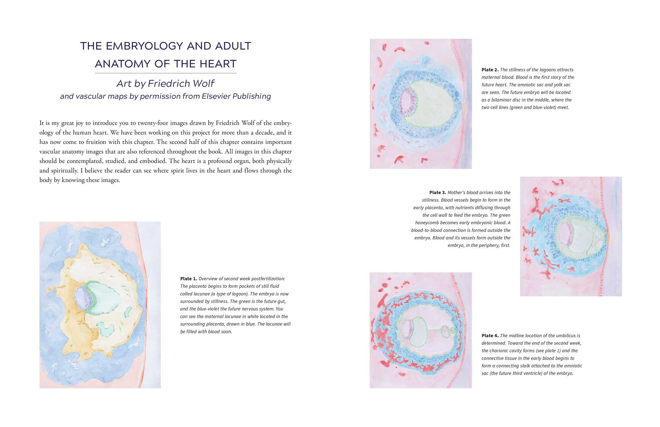 Biodynamic Heart