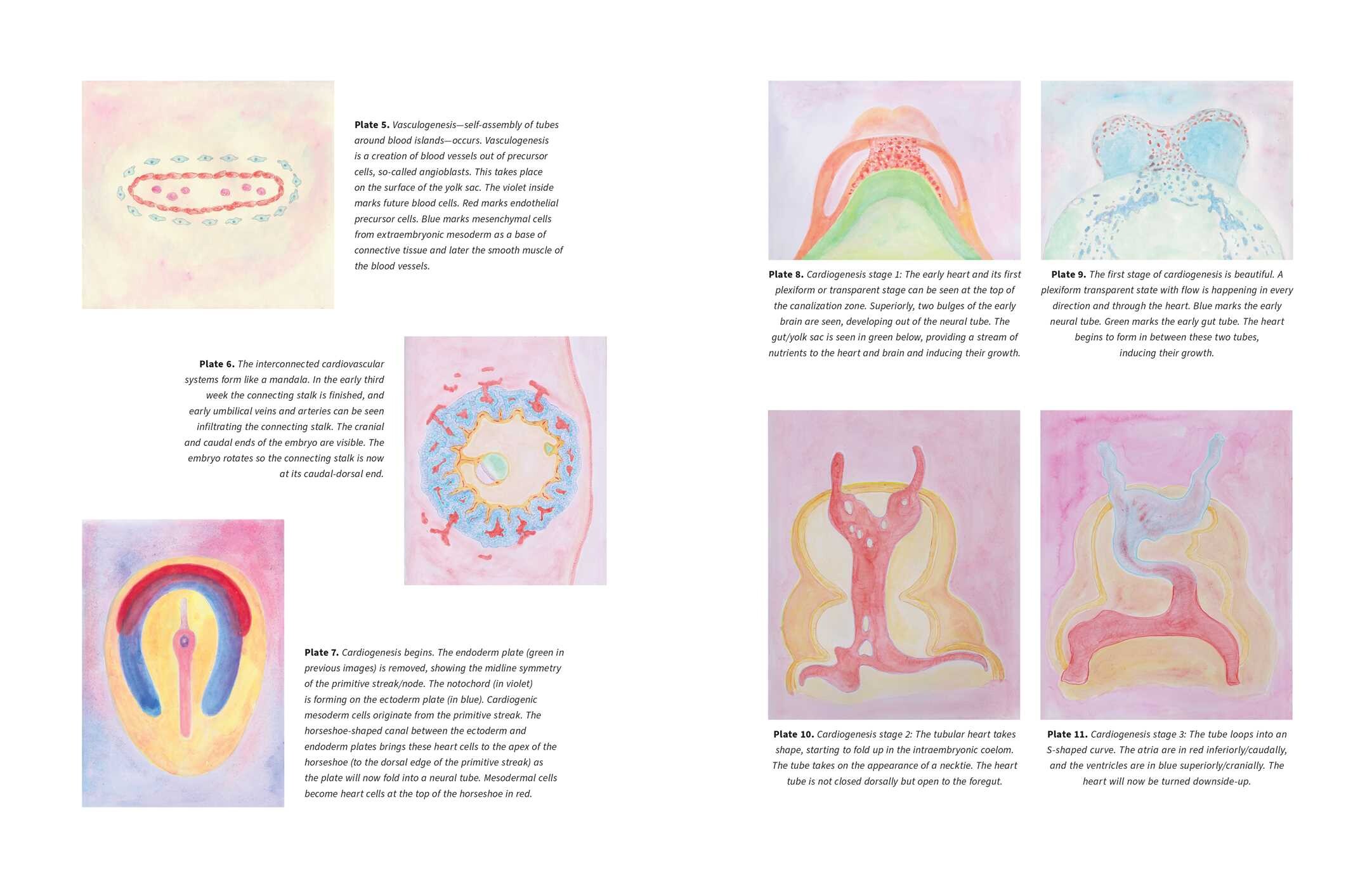 Biodynamic Heart