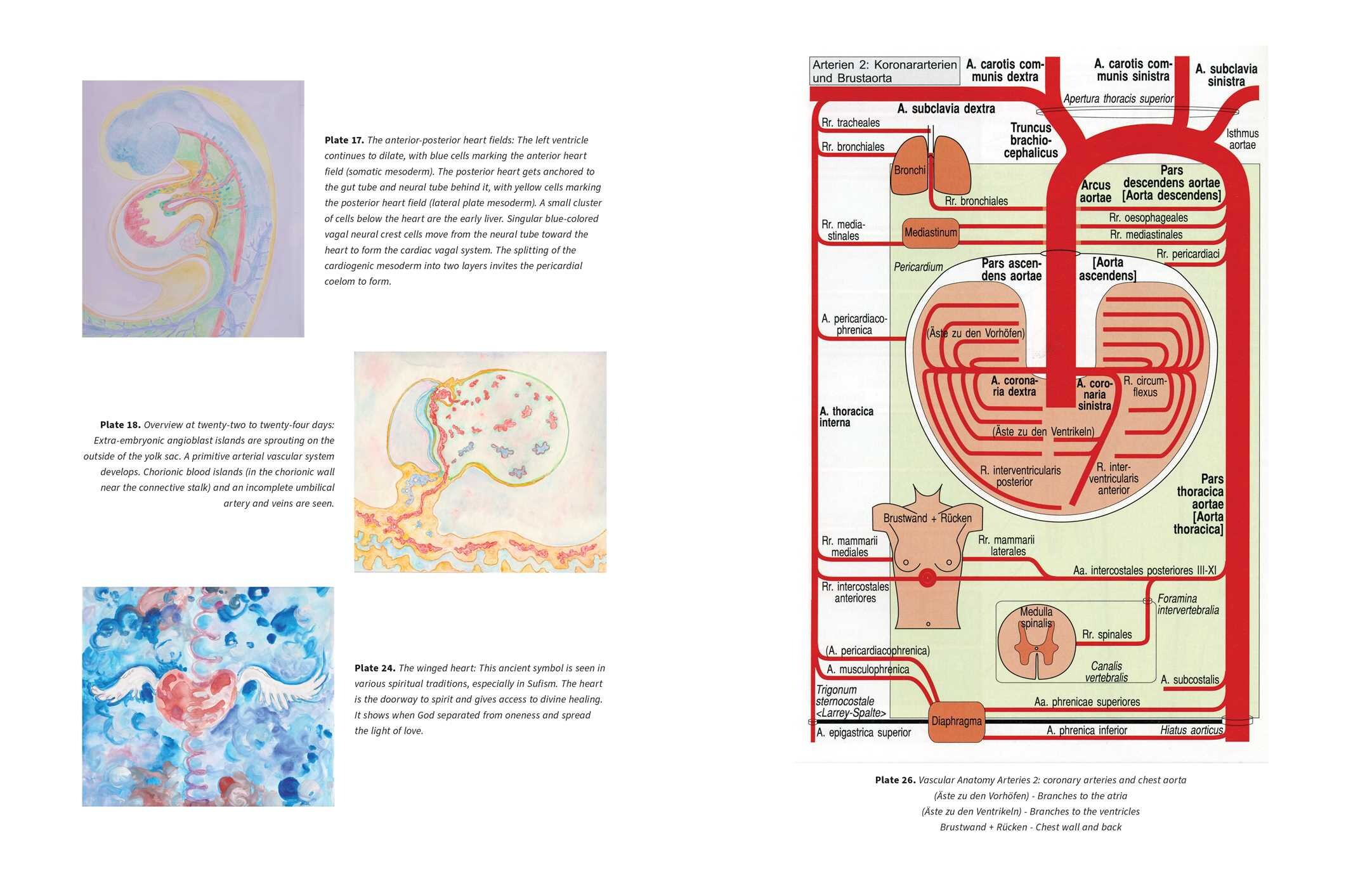 Biodynamic Heart
