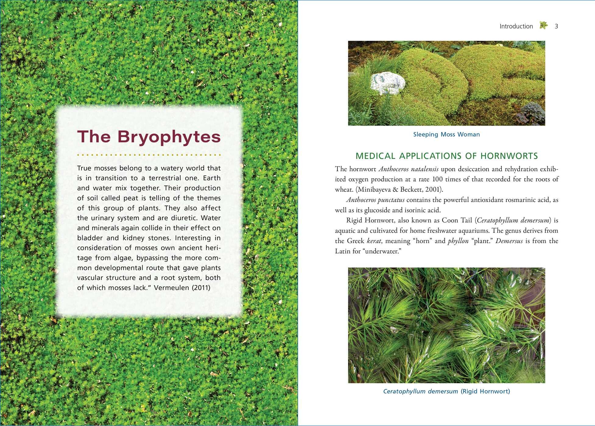 Moss Medicine