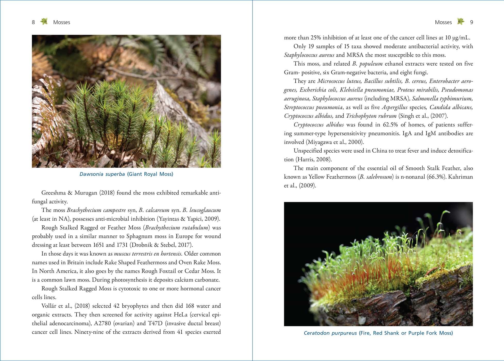 Moss Medicine