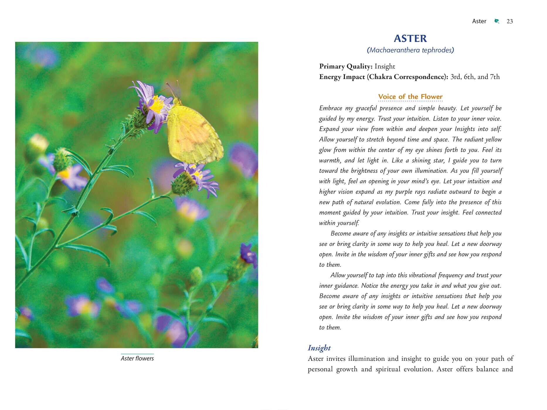Plant Energy Medicine