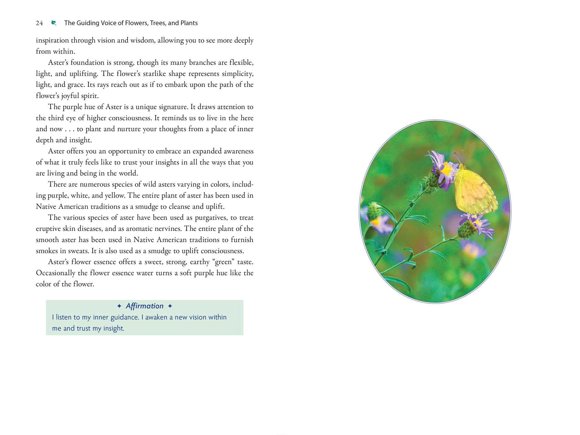 Plant Energy Medicine