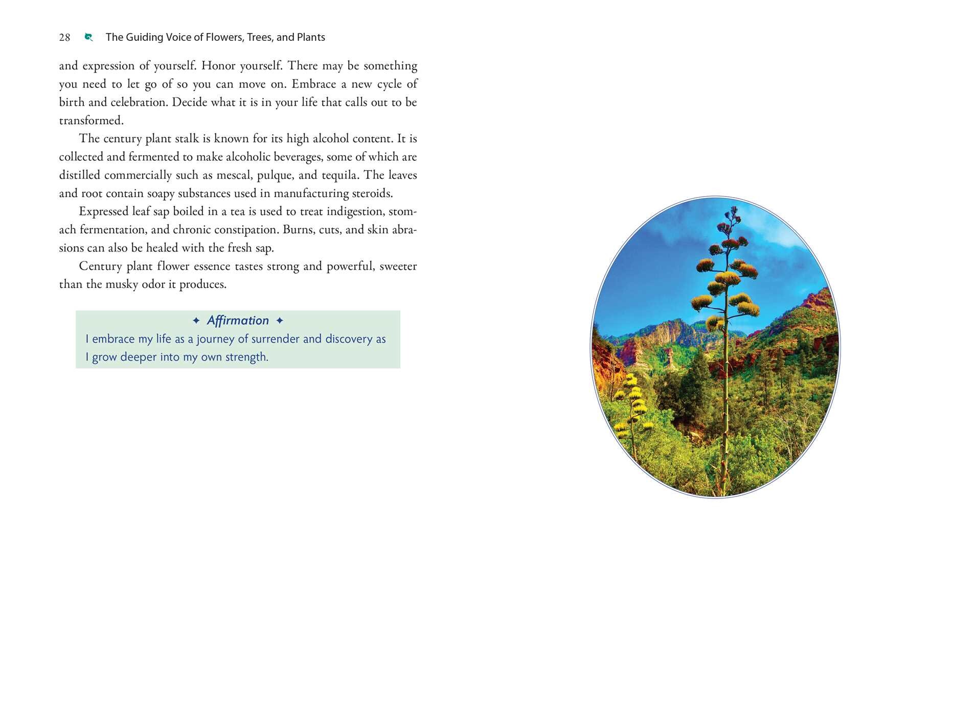 Plant Energy Medicine