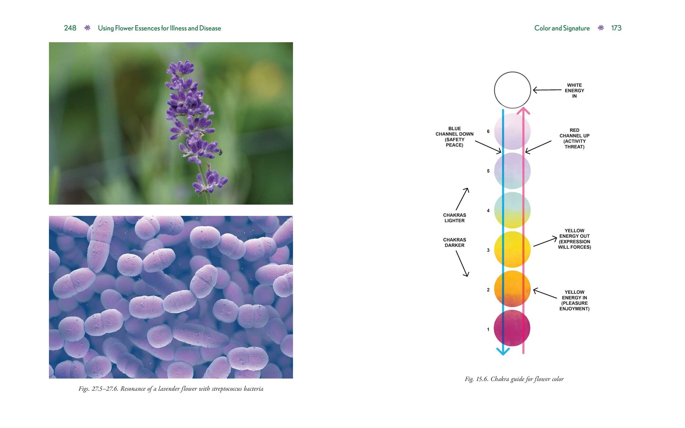 Advanced Flower Essence Healing