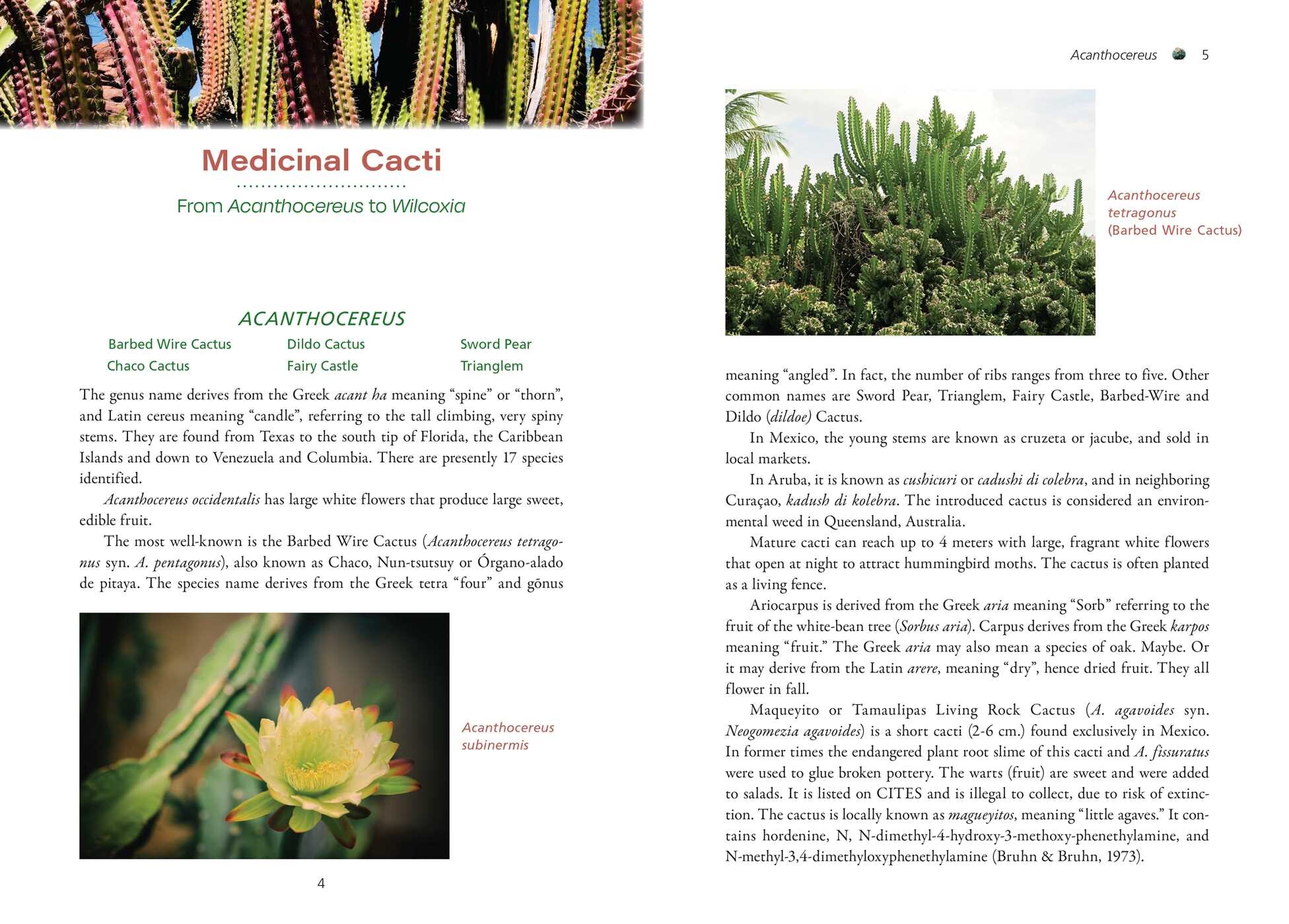 Cactus Medicine