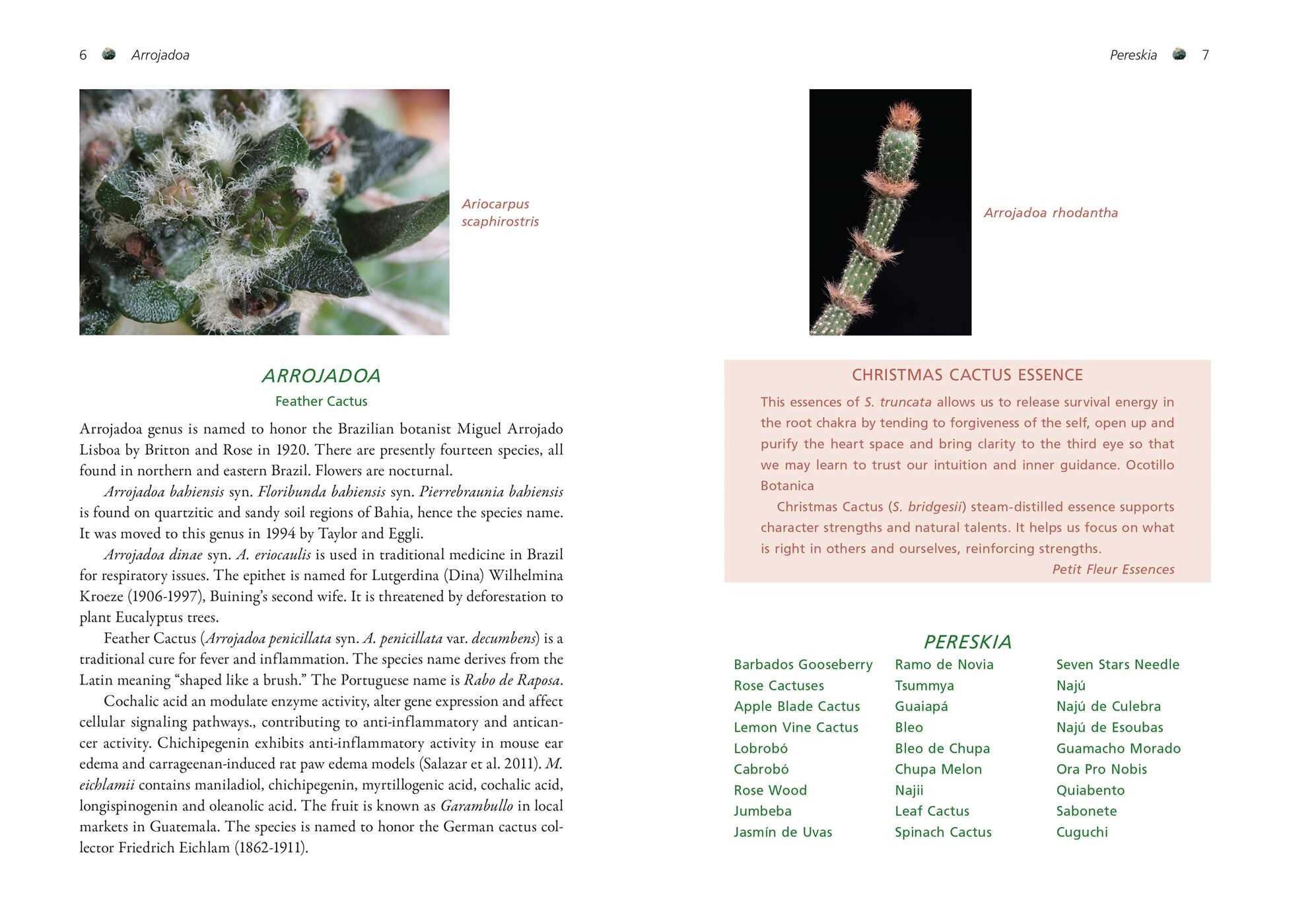 Cactus Medicine